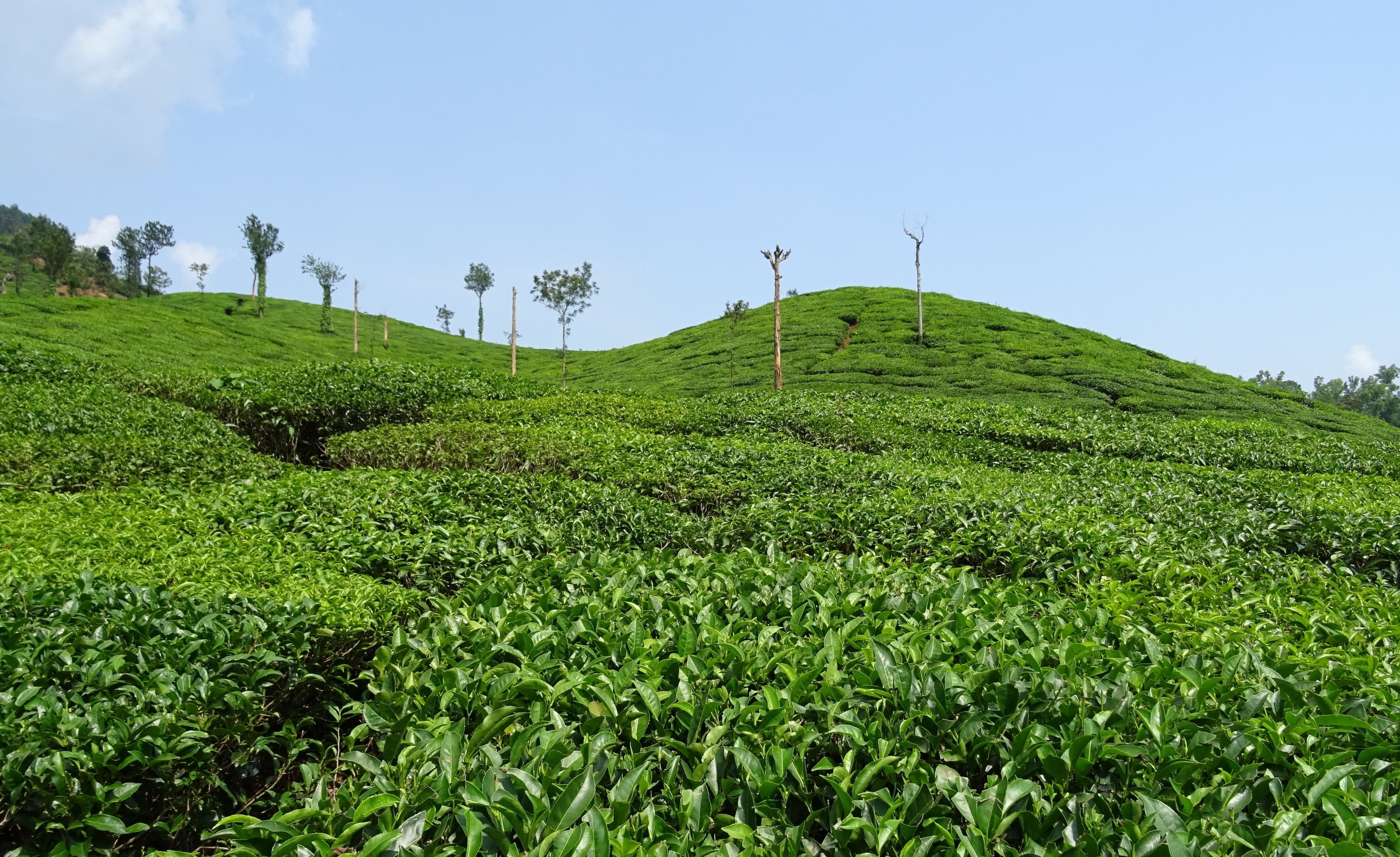 plantation, scenics - nature, plant, tree, agriculture, india, karnataka, tea, rural scene, growth, land, no people, hill, green color, nature, shree ganga, HD Wallpaper