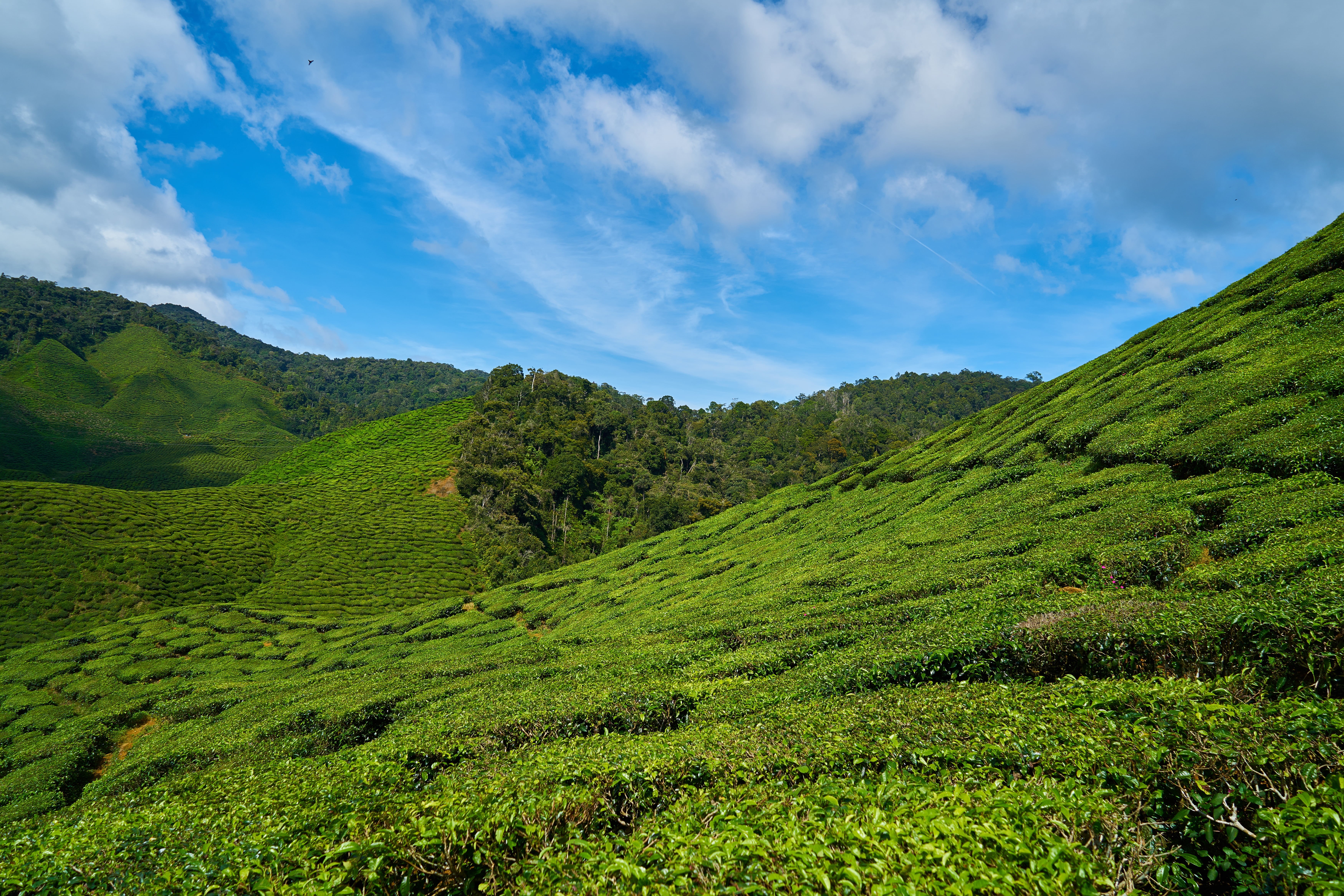 valley, malaysia, grass, summer, crop, plant, blue, asia, scenics, backgrounds, sky, mountain, tranquility, land, tranquil scene, hill, green Color, environment, HD Wallpaper