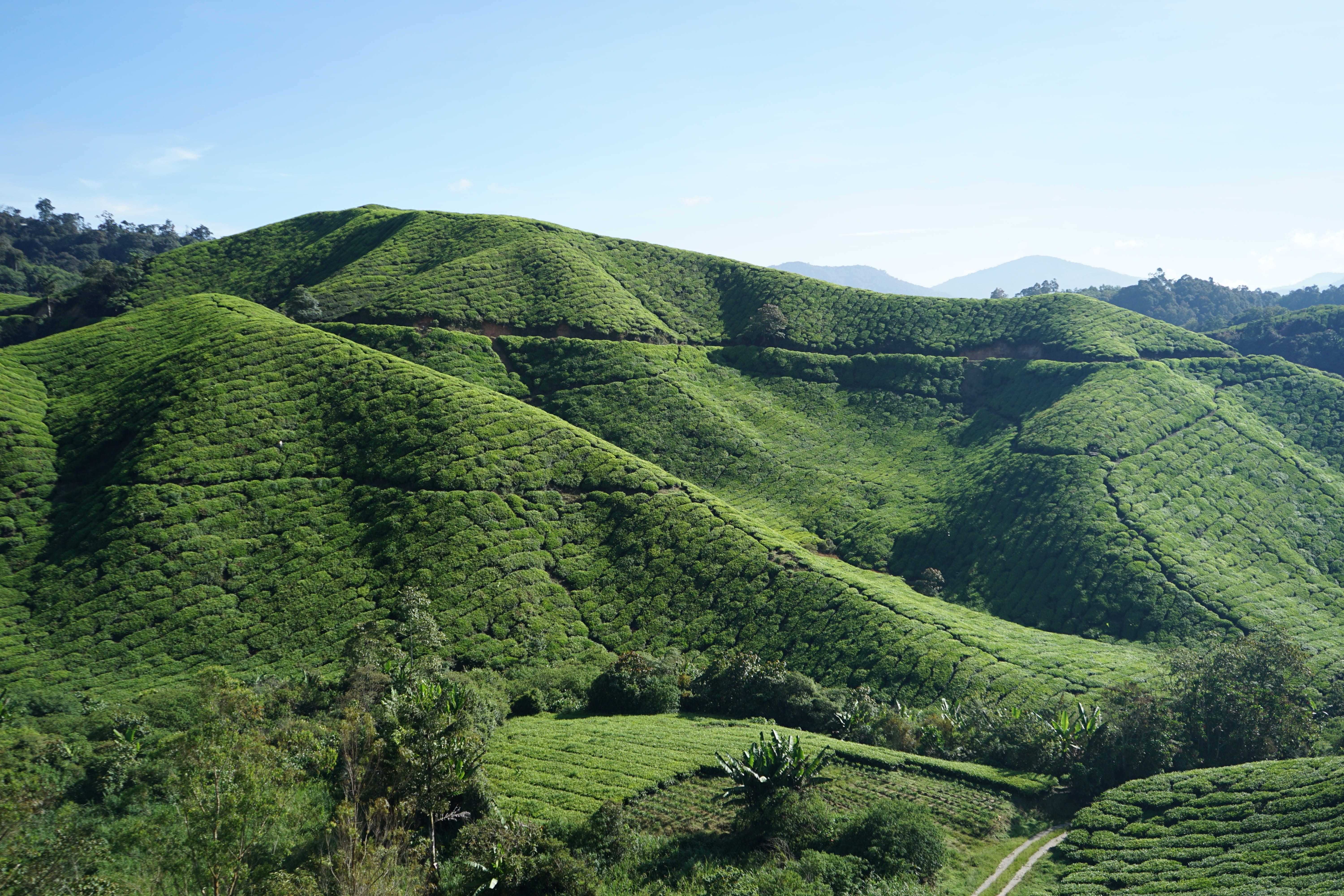 sky, Tea, field, Malaysia, tea crop, outdoors, green color, growth, Cameron, rural scene, scenics, agriculture, landscape, tree, lush foliage, plantation, HD Wallpaper