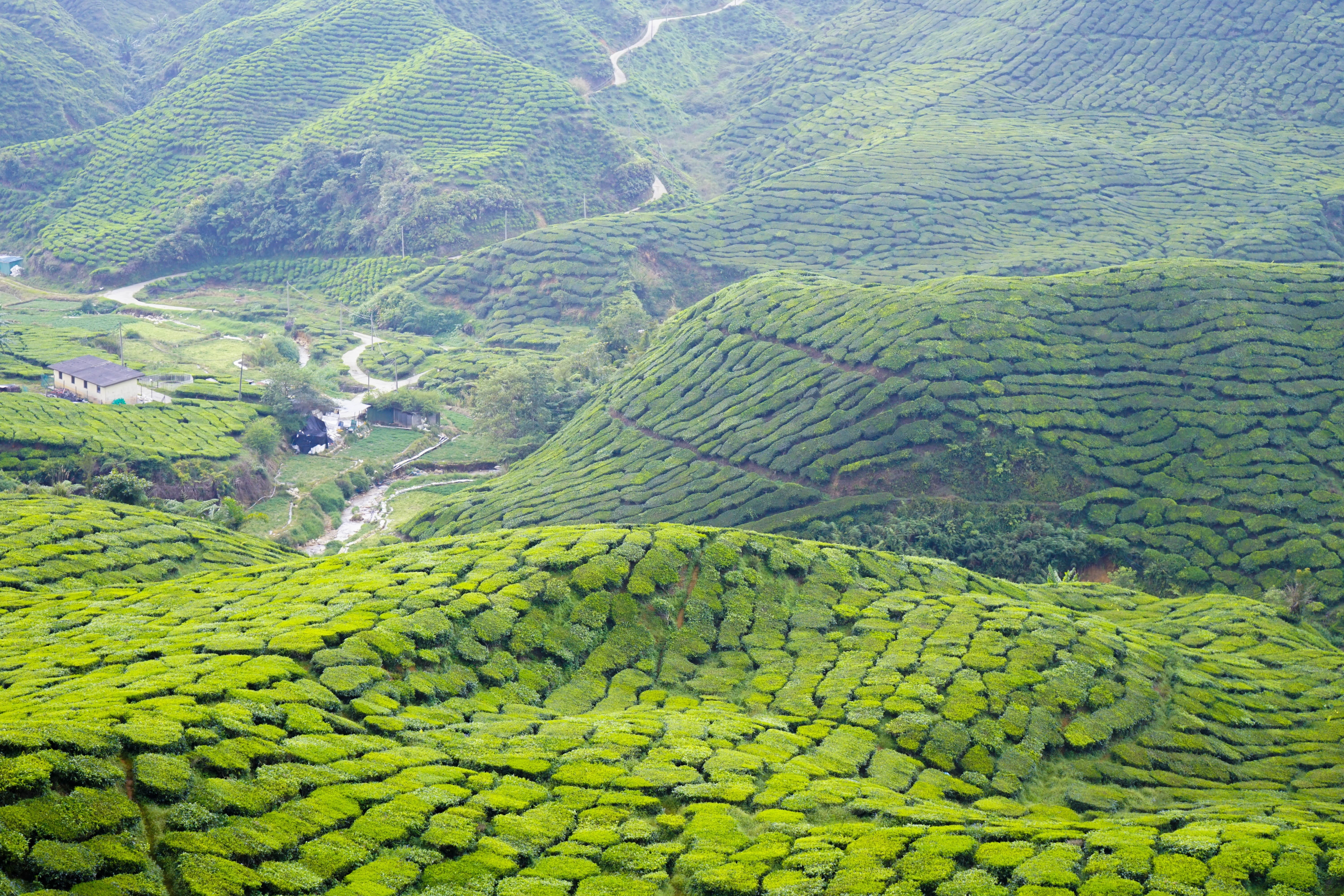 malaysia, no people, mountain, scenics - nature, crop, rural scene, environment, field, tranquility, outdoors, agriculture, travel, plantation, plant, green color, HD Wallpaper