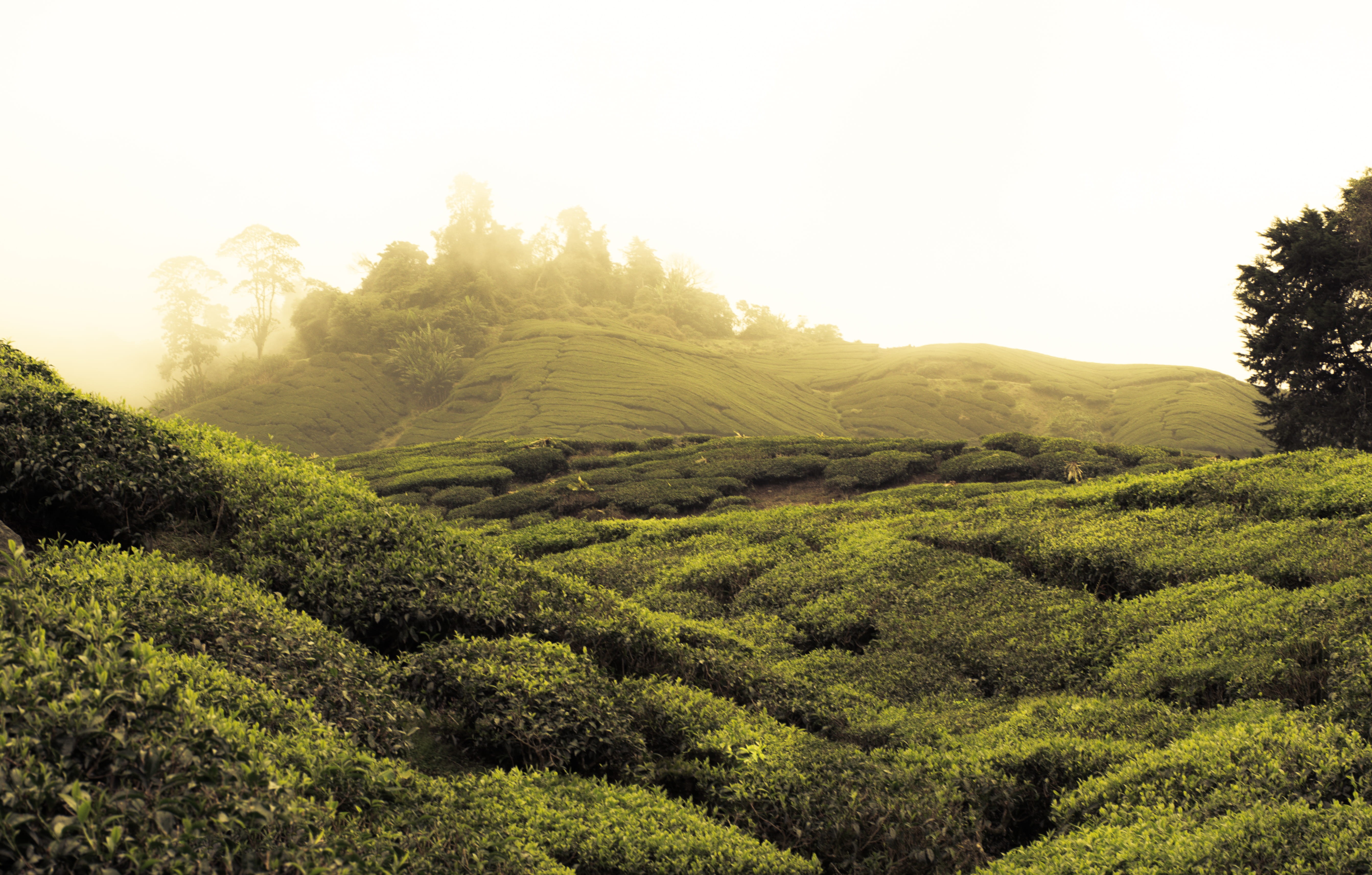 tea crop, land, environment, nature, hiking, rural scene, mountains, no people, traveller, plantation, beauty in nature, mist, green, adventure, morning, HD Wallpaper