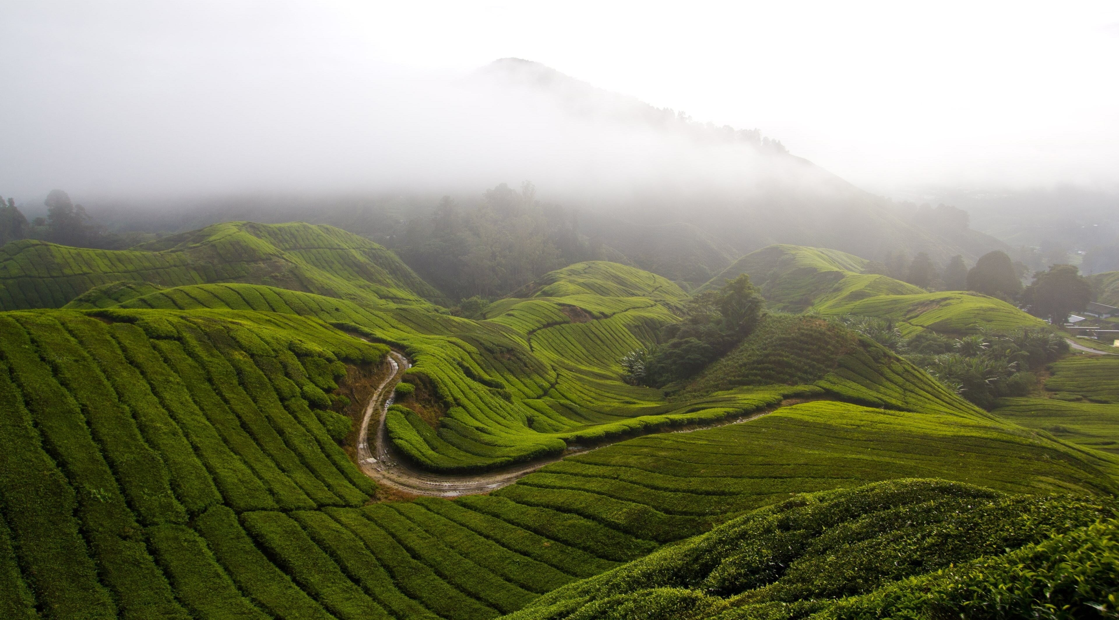field, outdoors, rural scene, tranquility, plantation, no people, scenics - nature, cameron highlands 4k picture, tea crop, green color, crop, 4K, plant, HD Wallpaper