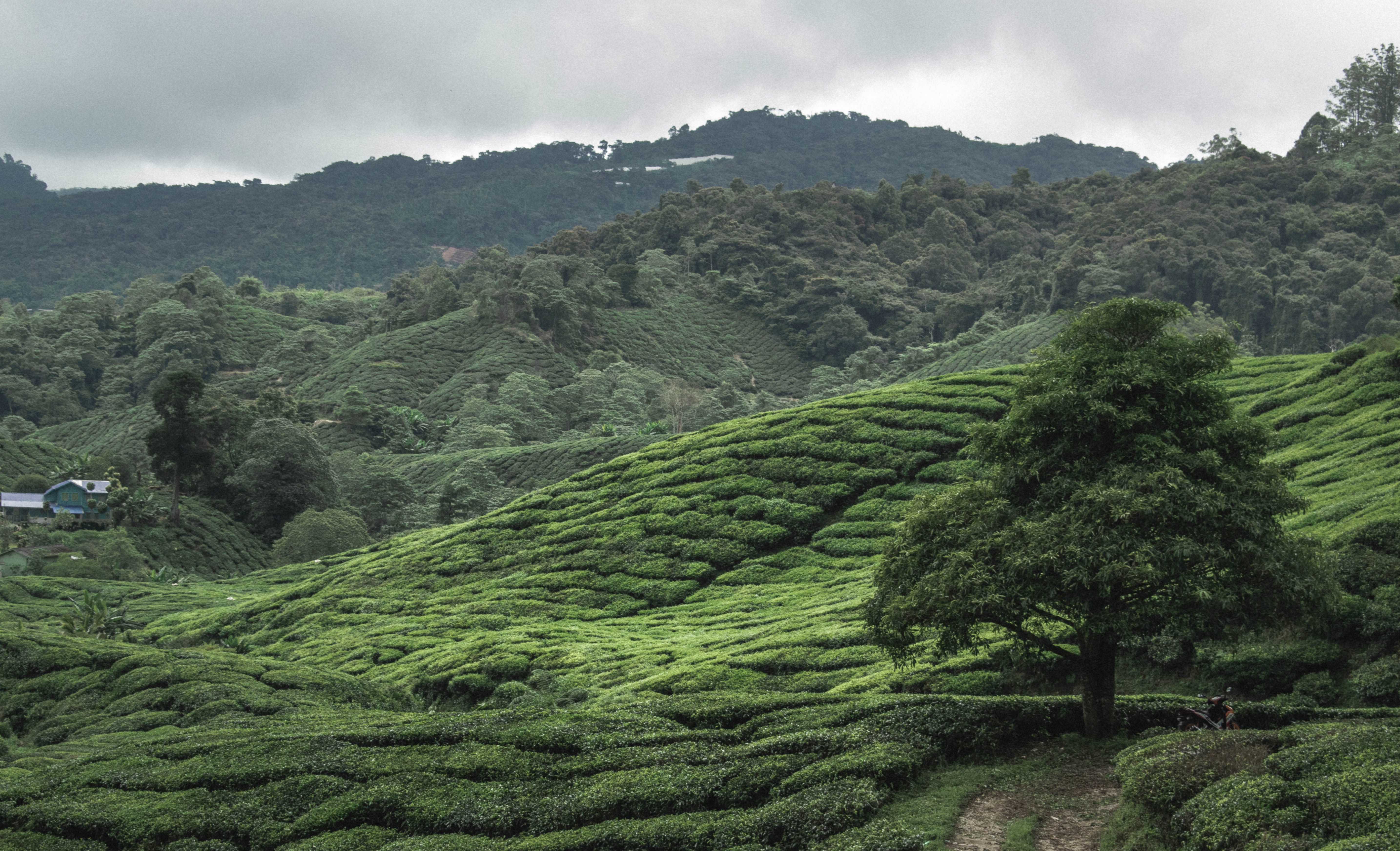outdoors, land, no people, asia, tropical tree, landscape, tea plantation, malaysia, tea crop, rural scene, plant, cameron highlands, mountain, environment, HD Wallpaper