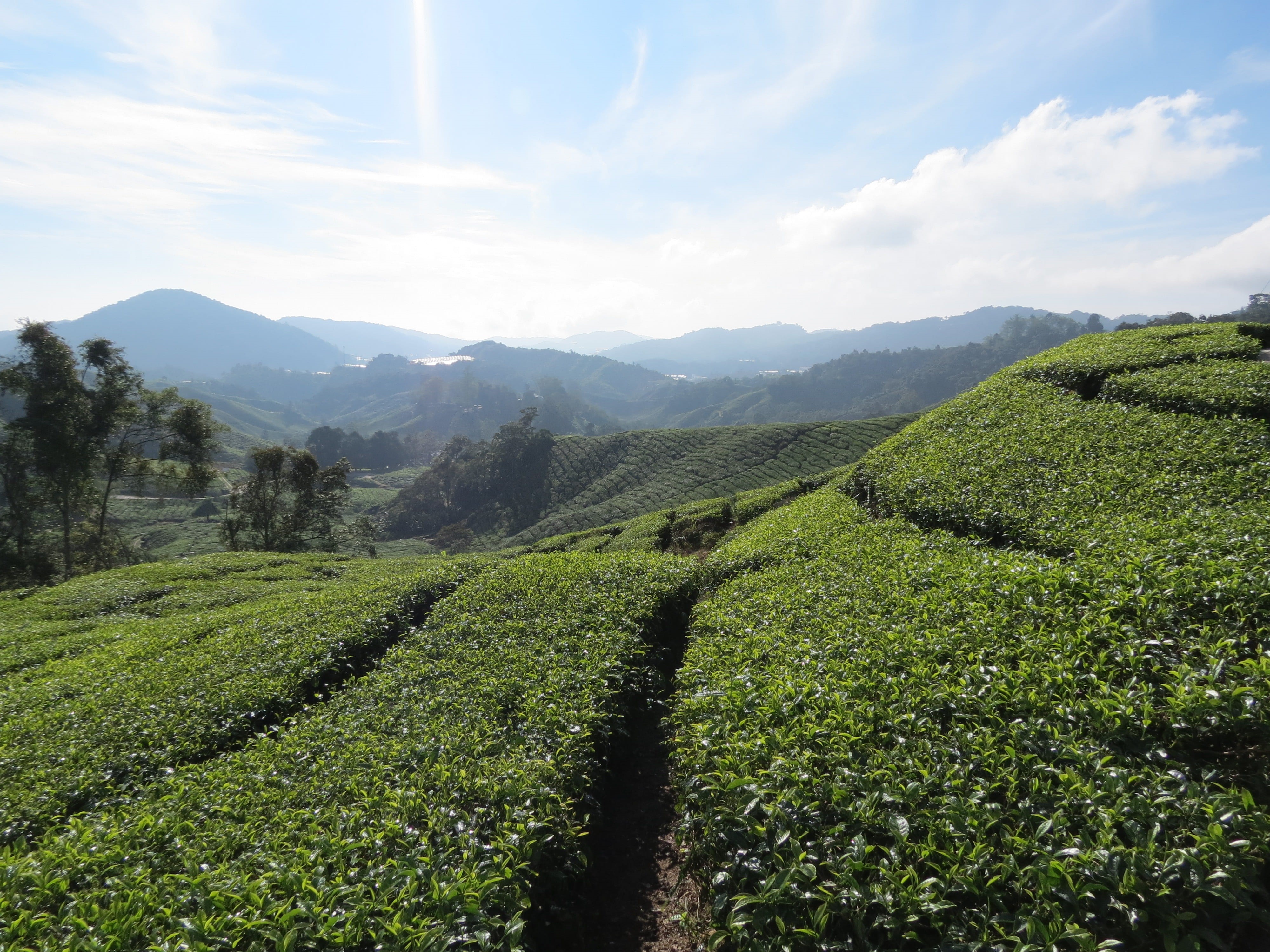 agriculture, growth, mountain, beauty in nature, plantation, 4K, green color, plant, sky, tourism, crop, field, outdoors, tranquil scene, land, tea, no people, HD Wallpaper