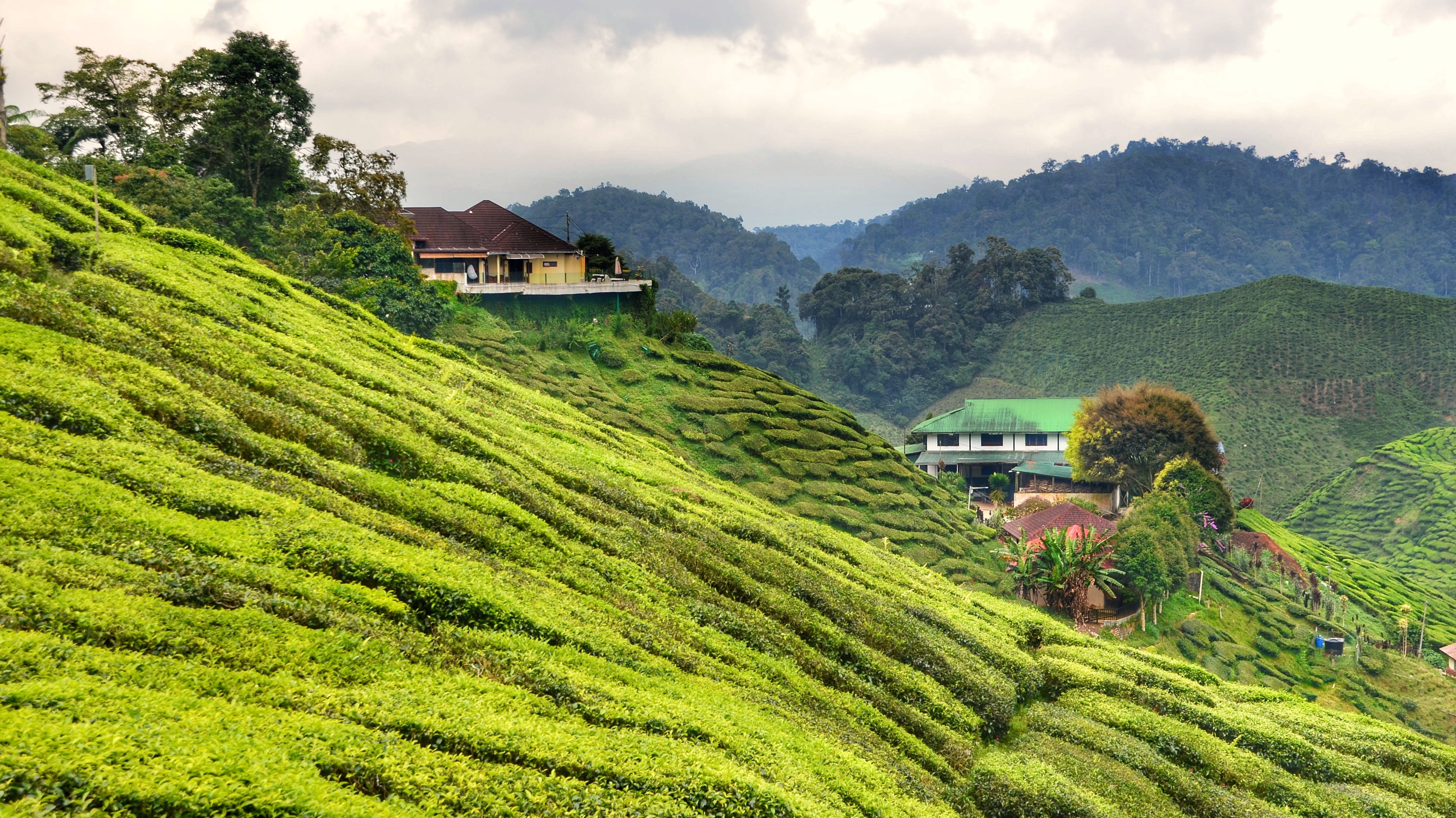 daytime, rural scene, field, mountain range, residential district, malaysia, plant, land, cameron, 4K, tea, rural, crop, tea crop, scenics - nature, architecture, HD Wallpaper