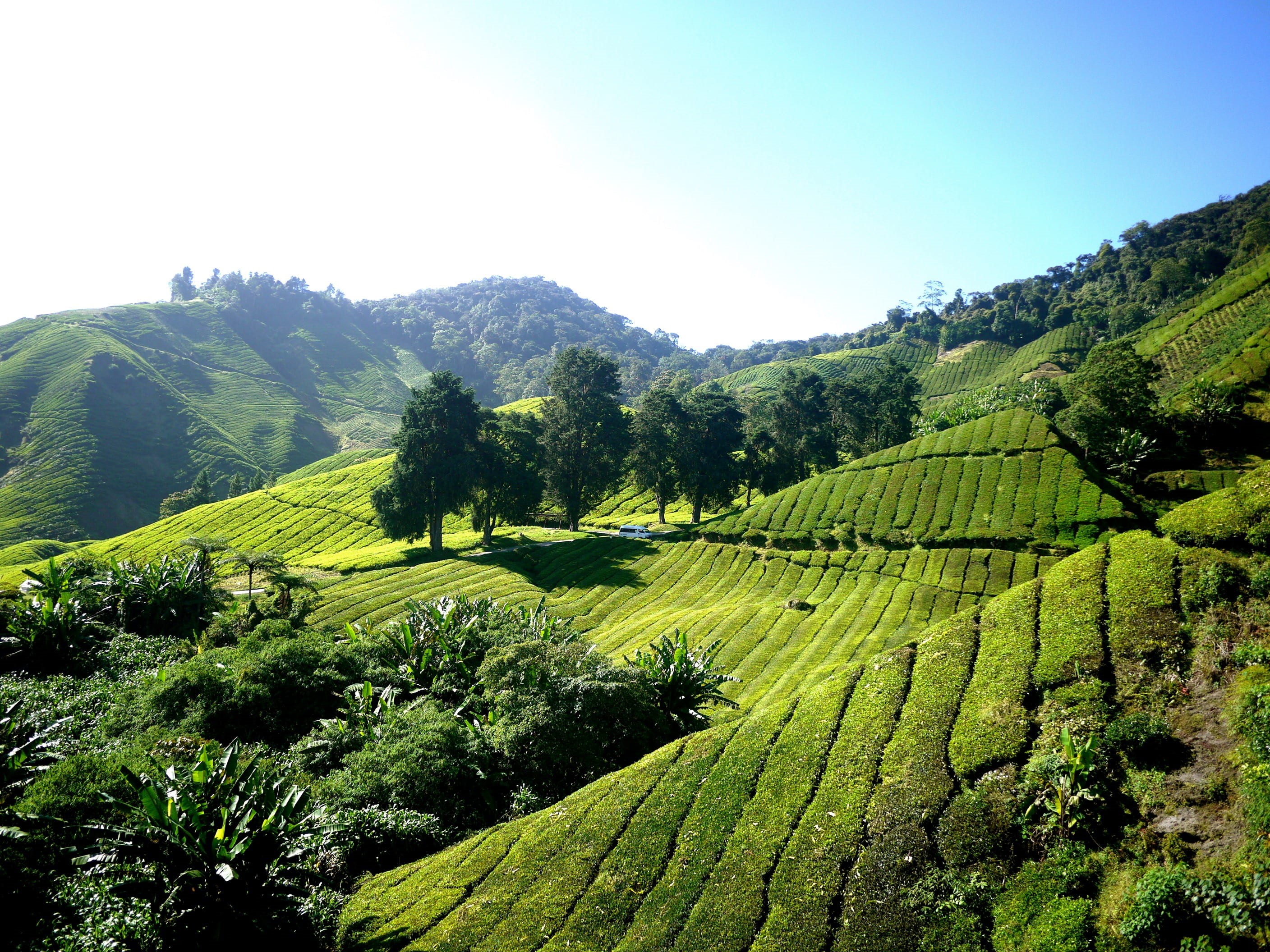 2K, sky, plant, landscape, land, environment, beauty in nature, green color, rural scene, grass, mountain, tea farm, plantation, nature, day, outdoors, HD Wallpaper