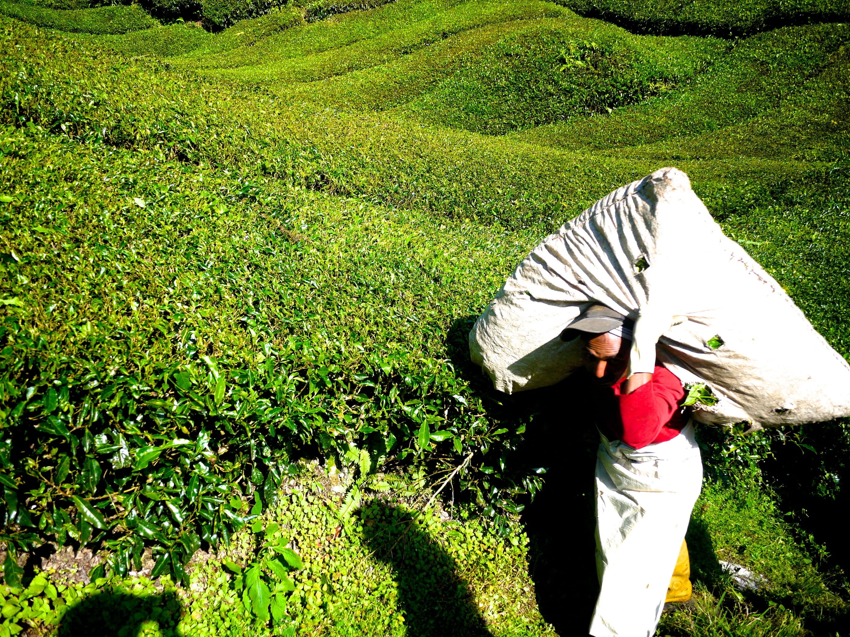 outdoors, leisure activity, real people, field, land, day, hills, one person, growth, plantation, nature, protection, 2K, three quarter length, cameron highlands, HD Wallpaper