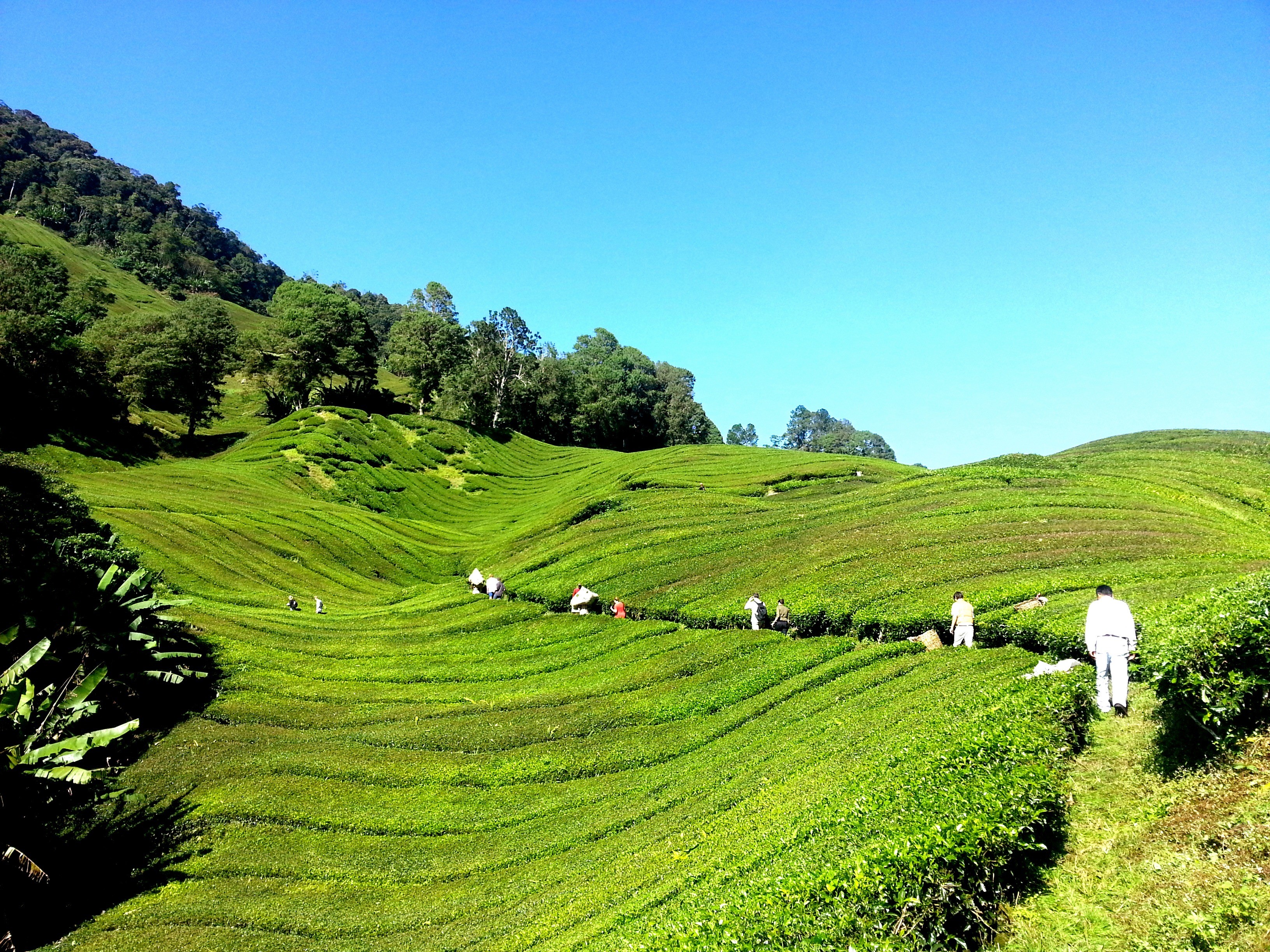 day, rural scene, people, tea, beauty in nature, green, no people, scenics - nature, sky, landscape, clear sky, tranquility, malaysia, field, bushes, nature, HD Wallpaper