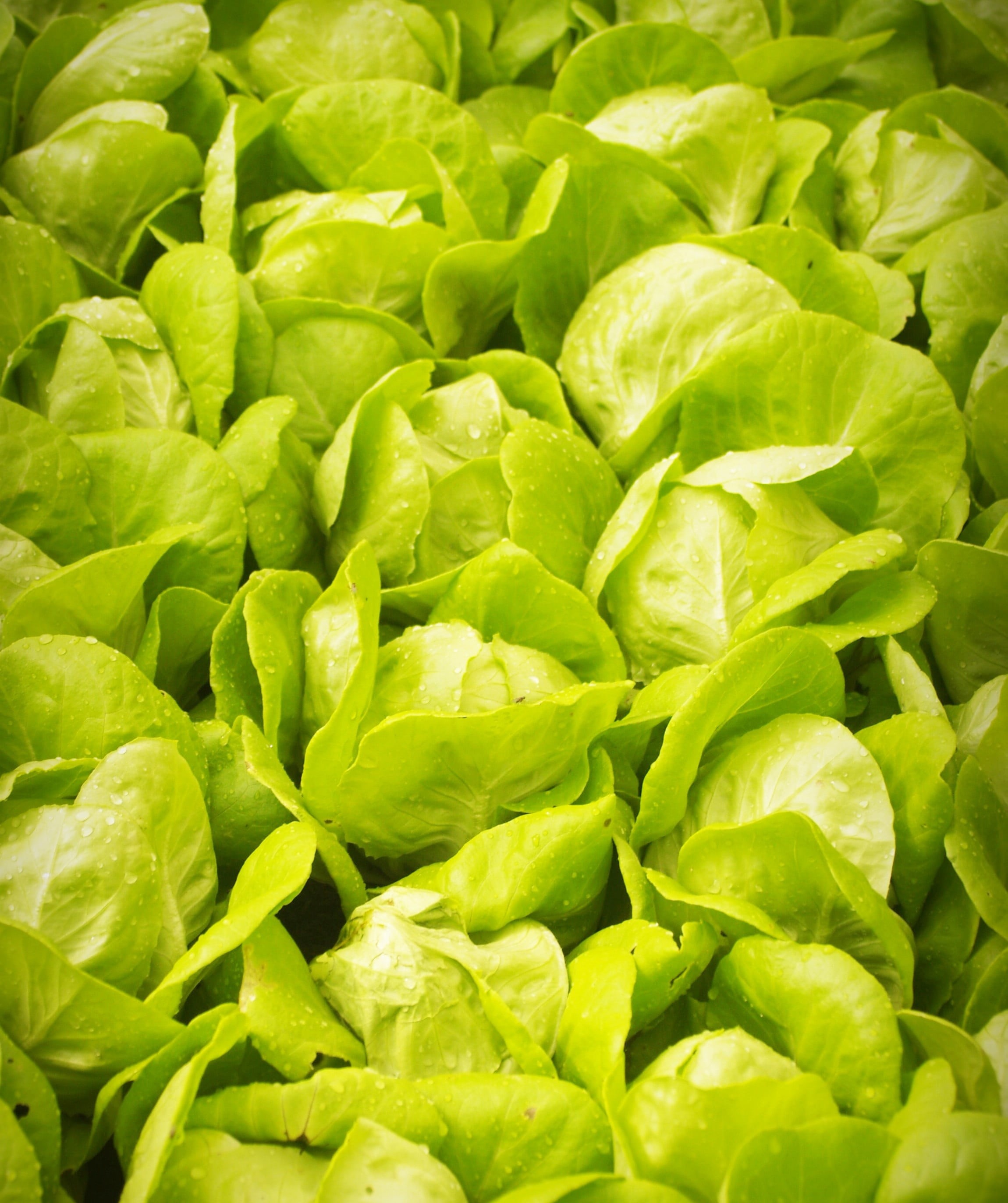 leaf, cabbages, modern, water, soil, abundance, plantation, green color, industry, full frame, healthy eating, aquiculture, backgrounds, wellbeing, focus, Phone HD Wallpaper