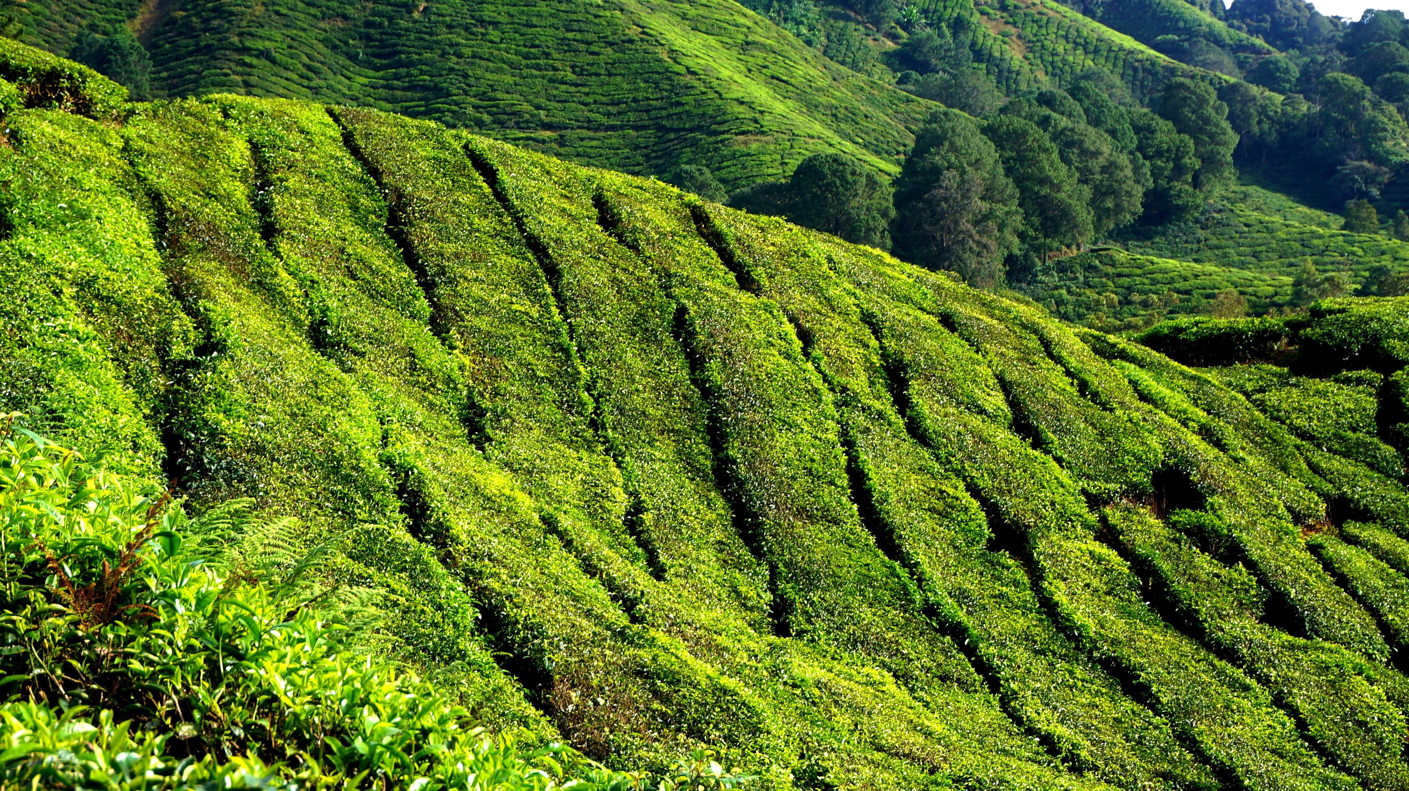 landscape, field, rural, tranquil scene, 4K, green color, farm, green field, land, hill, cameron highlands, agriculture, tree, malaysia, crop, natural, HD Wallpaper