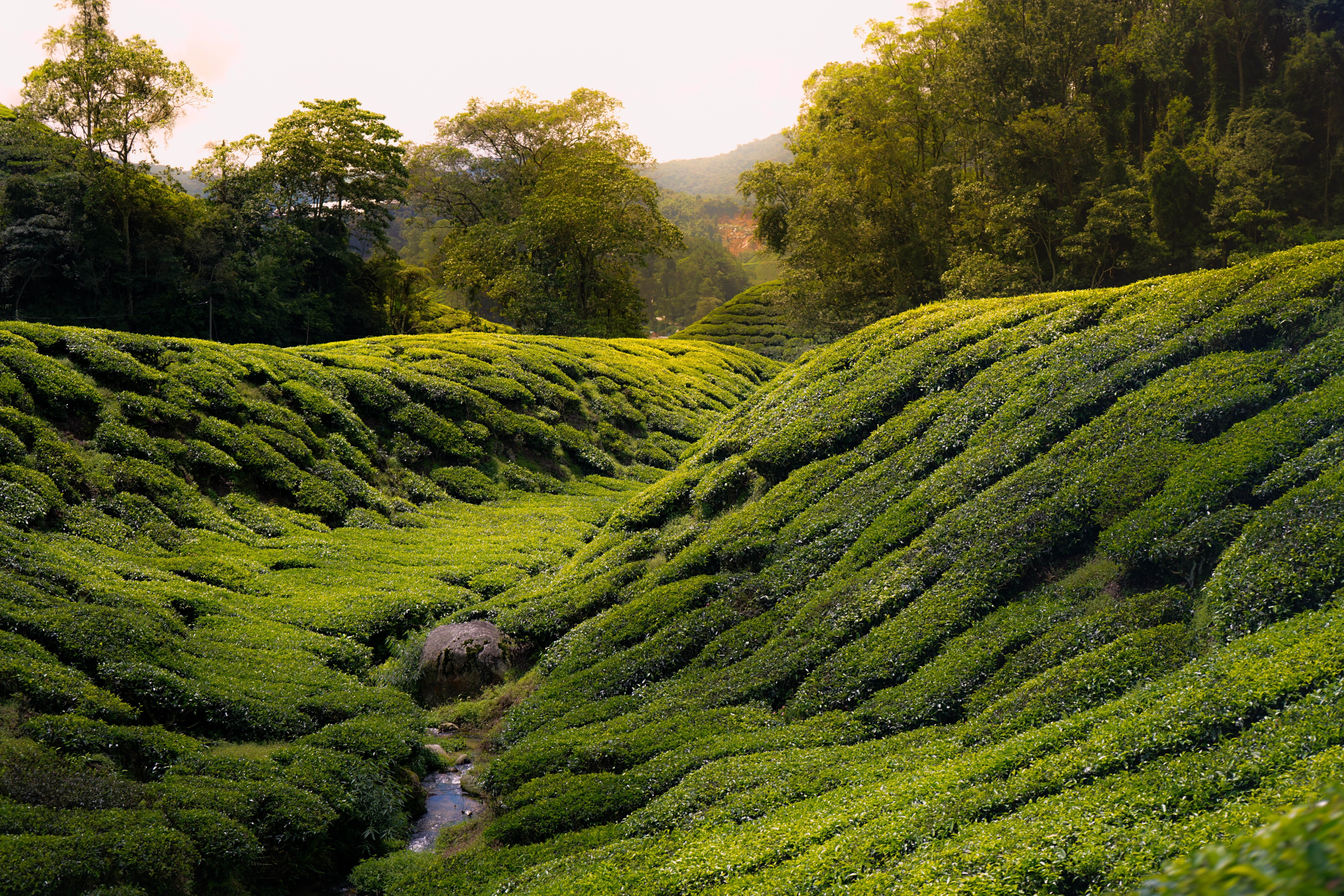 scenics - nature, outdoors, crop, plantation, daytime, nature, rural scene, environment, land, lush foliage, no people, field, green, landscape, 5K, tree, HD Wallpaper