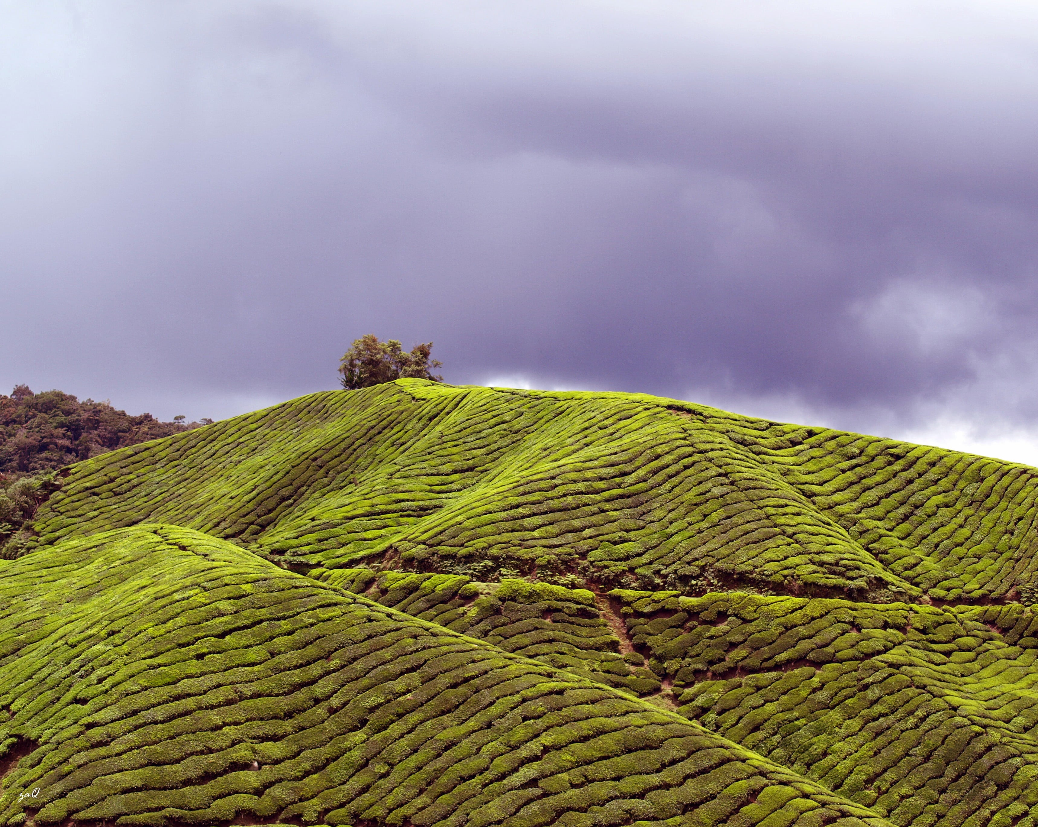 Tea Plantation, plantation, rural Scene, plant, green Color, rows, tree, 2K, nature, scenics, BOH Tea, olympus e410, day, hill, asia, cloudy, farm, arrange, HD Wallpaper