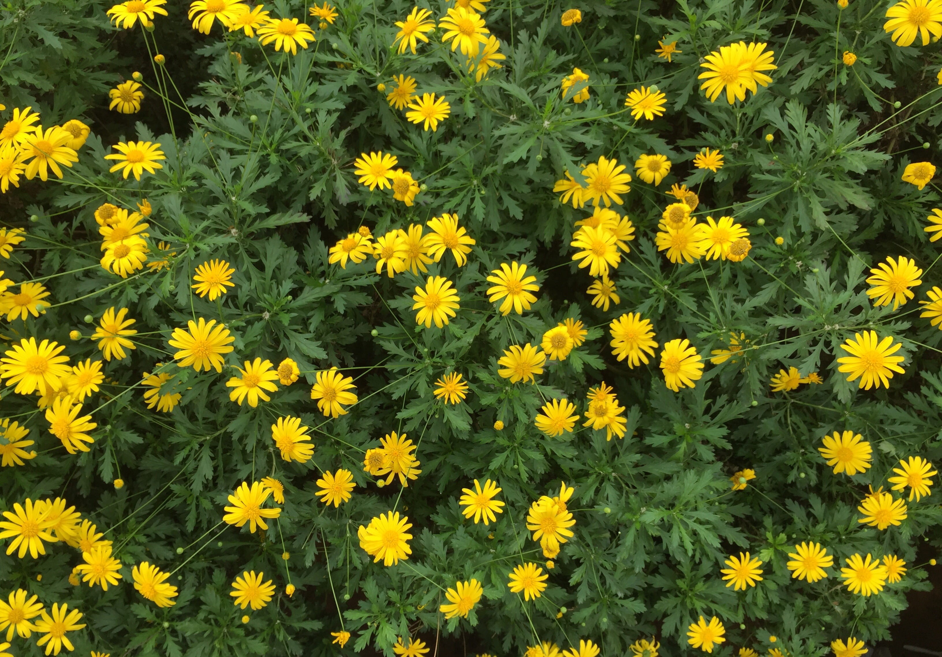 flowering plant, freshness, day, flower head, fragility, nature, petal, flowerbed, 2K, field, close-up, outdoors, high angle view, yellow, pollen, beauty in nature, HD Wallpaper