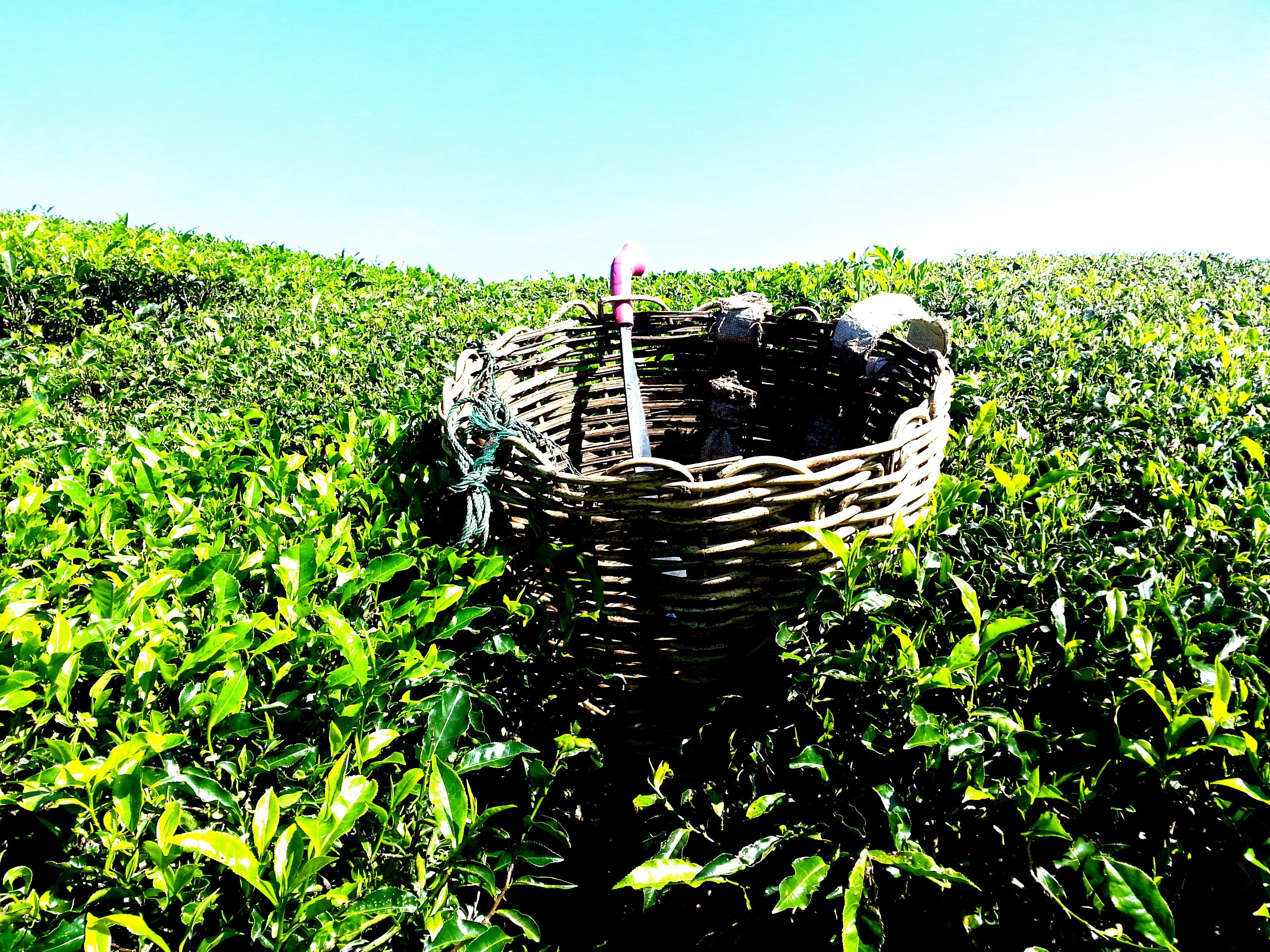 tea, field, sky, leaf, landscape, green color, malaysia, green, tea plantation, plant, land, outdoors, no people, agriculture, plantation, growth, basket, HD Wallpaper