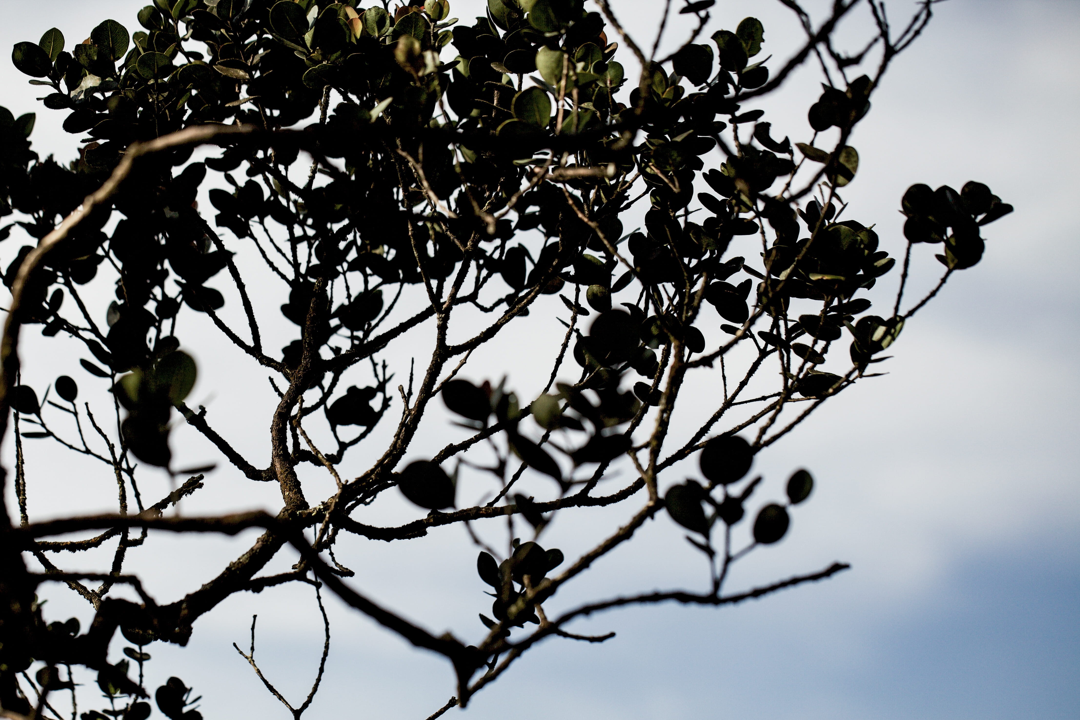 fragility, flower, growth, outdoors, focus on foreground, cameron highlands, day, sky, flowering plant, fruit tree, plant, spring, freshness, close-up, HD Wallpaper