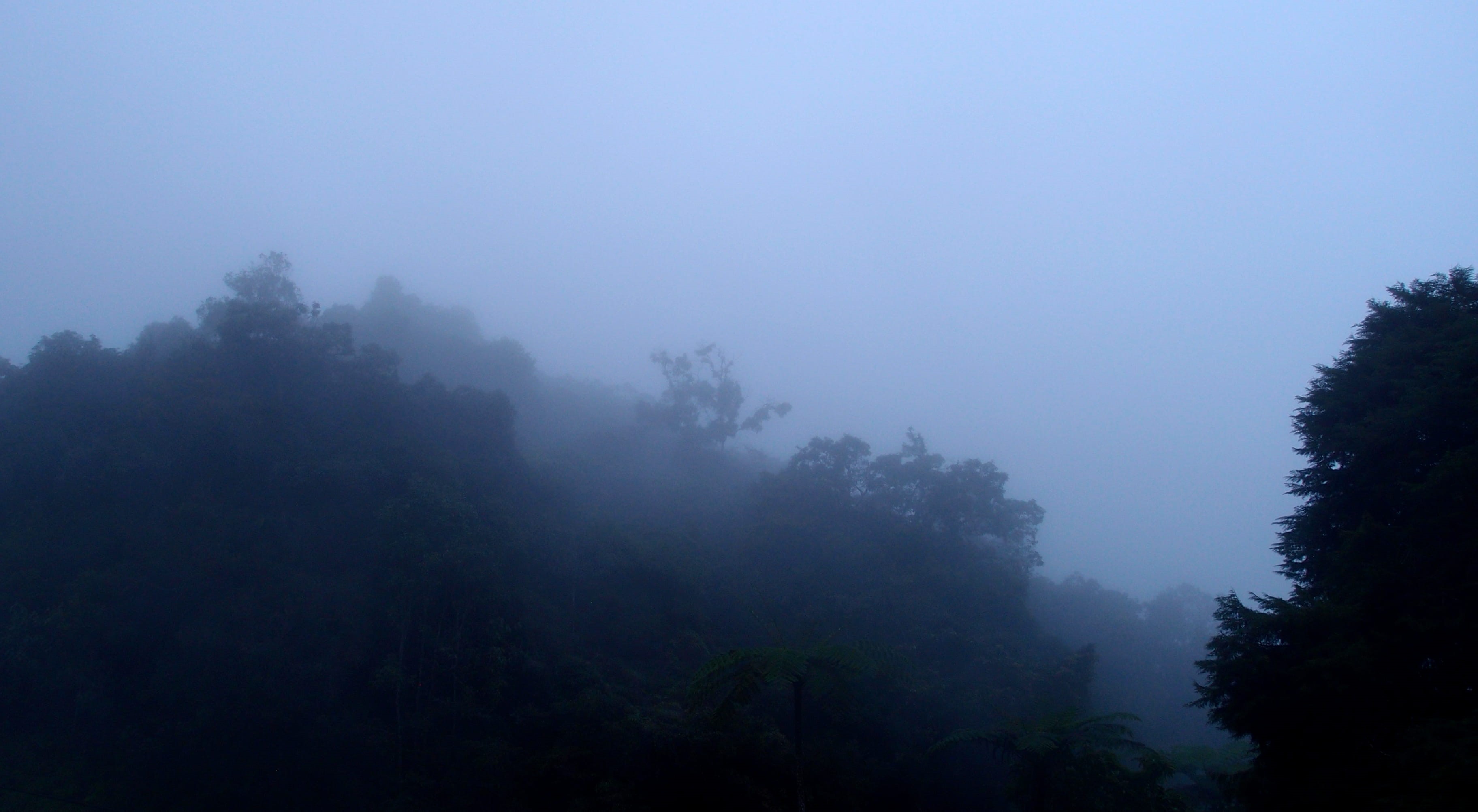 environment, copy space, august, non-urban scene, no people, beauty in nature, scenics - nature, 2K, fog, tranquility, cameron highlands, malaysia, sky, HD Wallpaper