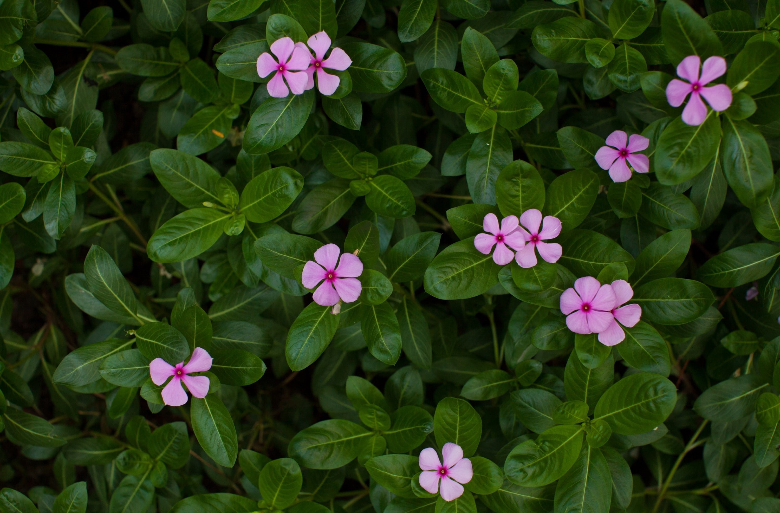 Periwinkle, hongkongisland, no people, vulnerability, llens, plant part, 5dmarkii, petal, flowering plant, freshness, hongkong, flower, leaf, China, Flowers, HD Wallpaper