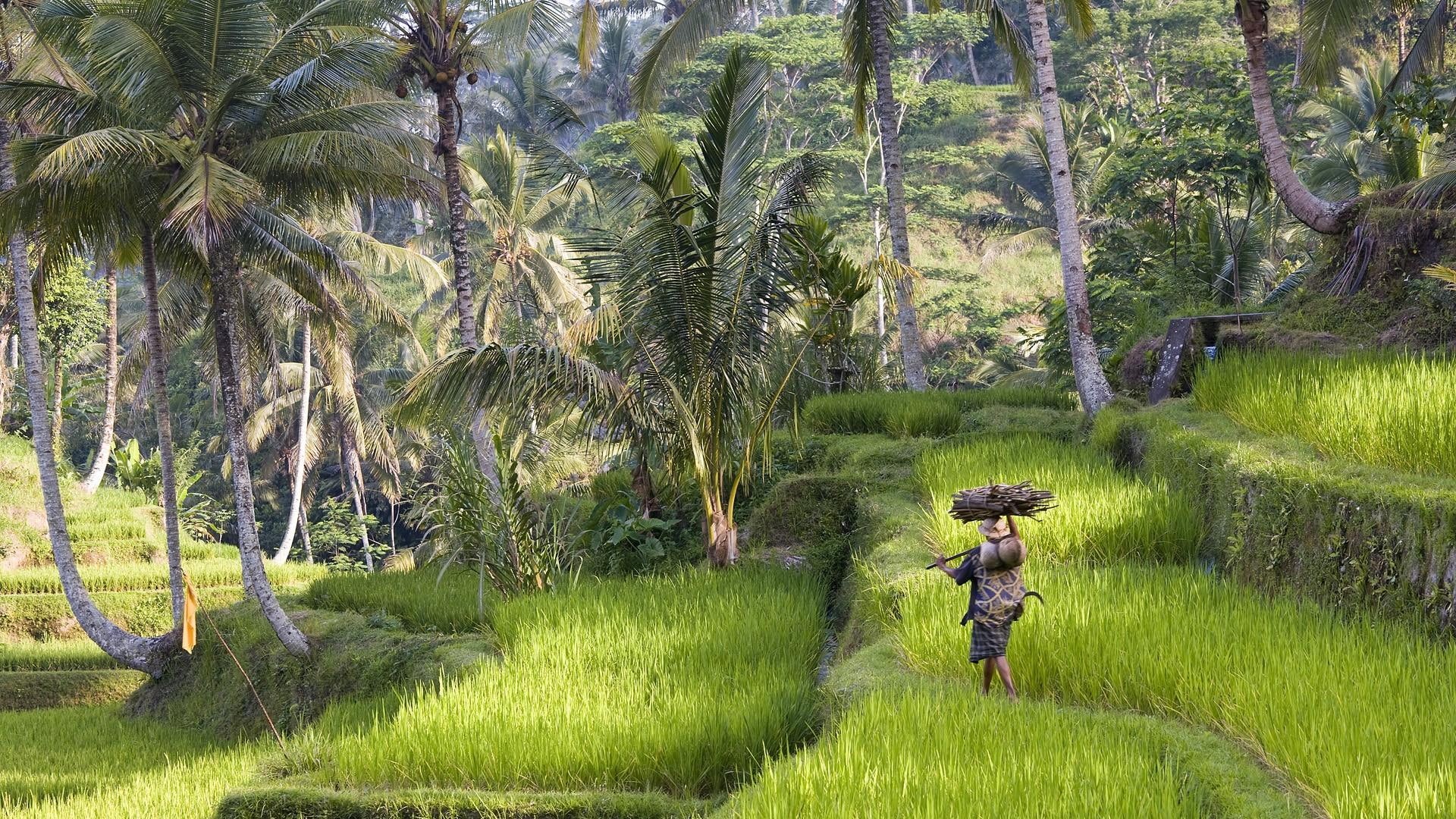 far east, 1080P, palm trees, fields, bali, terrace, nature and landscapes, work, HD Wallpaper