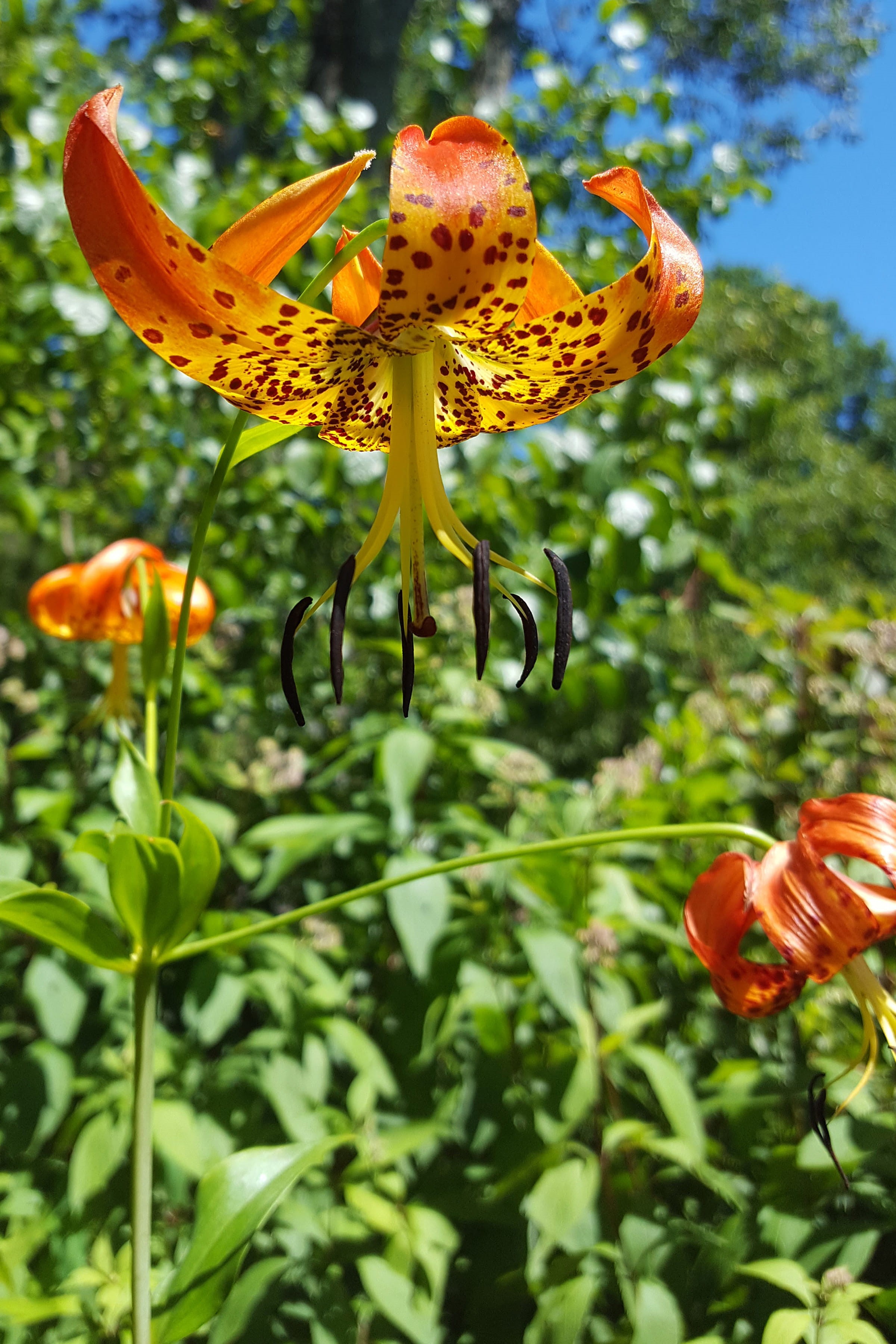 red, pollen, japan, native, lily images, no people, botany, nature, tiger lily plant, orange lily, flower, day, lancifolium, beauty in nature, 2K, korea, Phone HD Wallpaper
