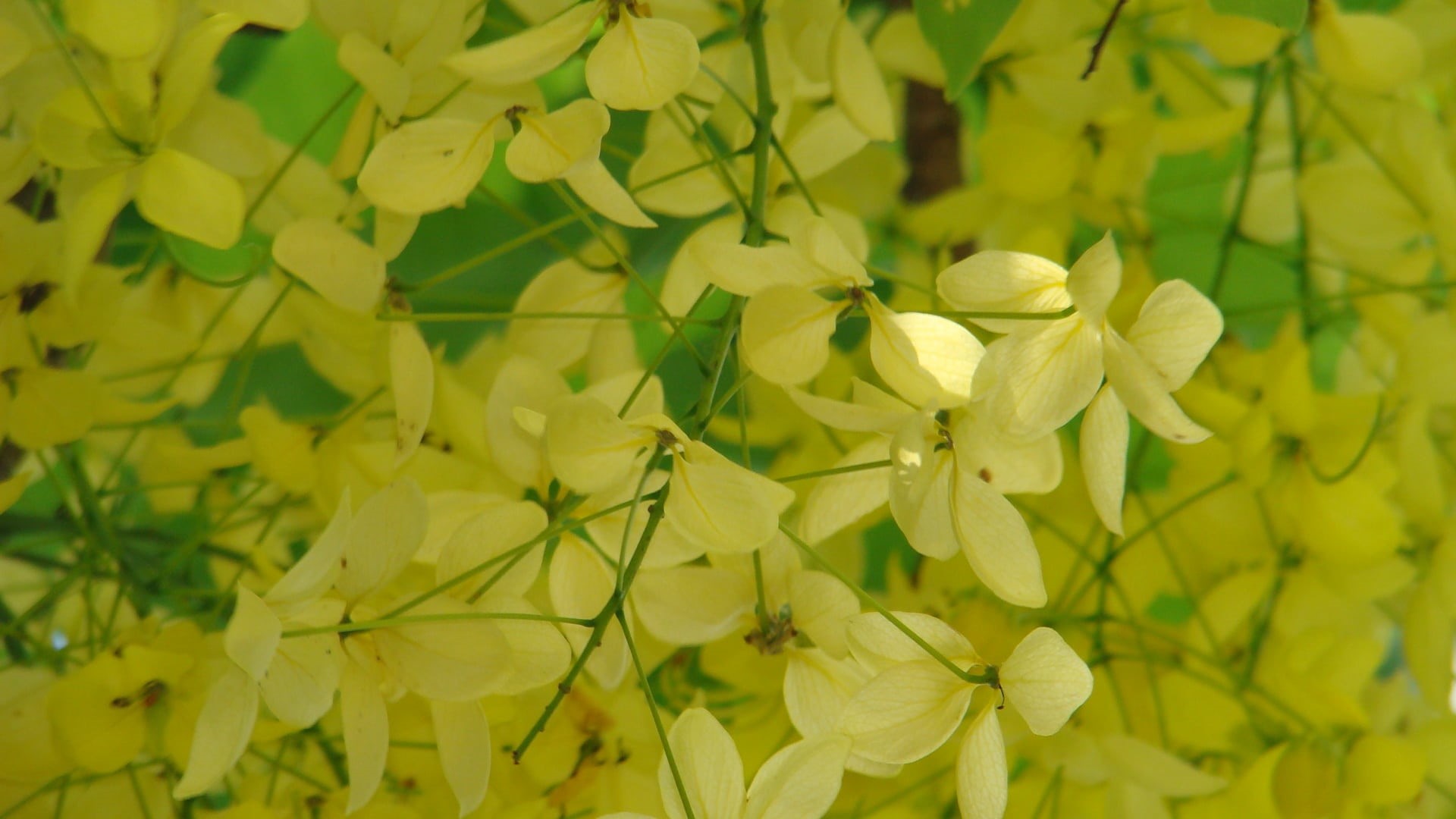 yellow, nature, growth, day, flower, the far east hkust, petal, inflorescence, close-up, leaf, flowering plant, vulnerability, beauty in nature, flower head, HD Wallpaper