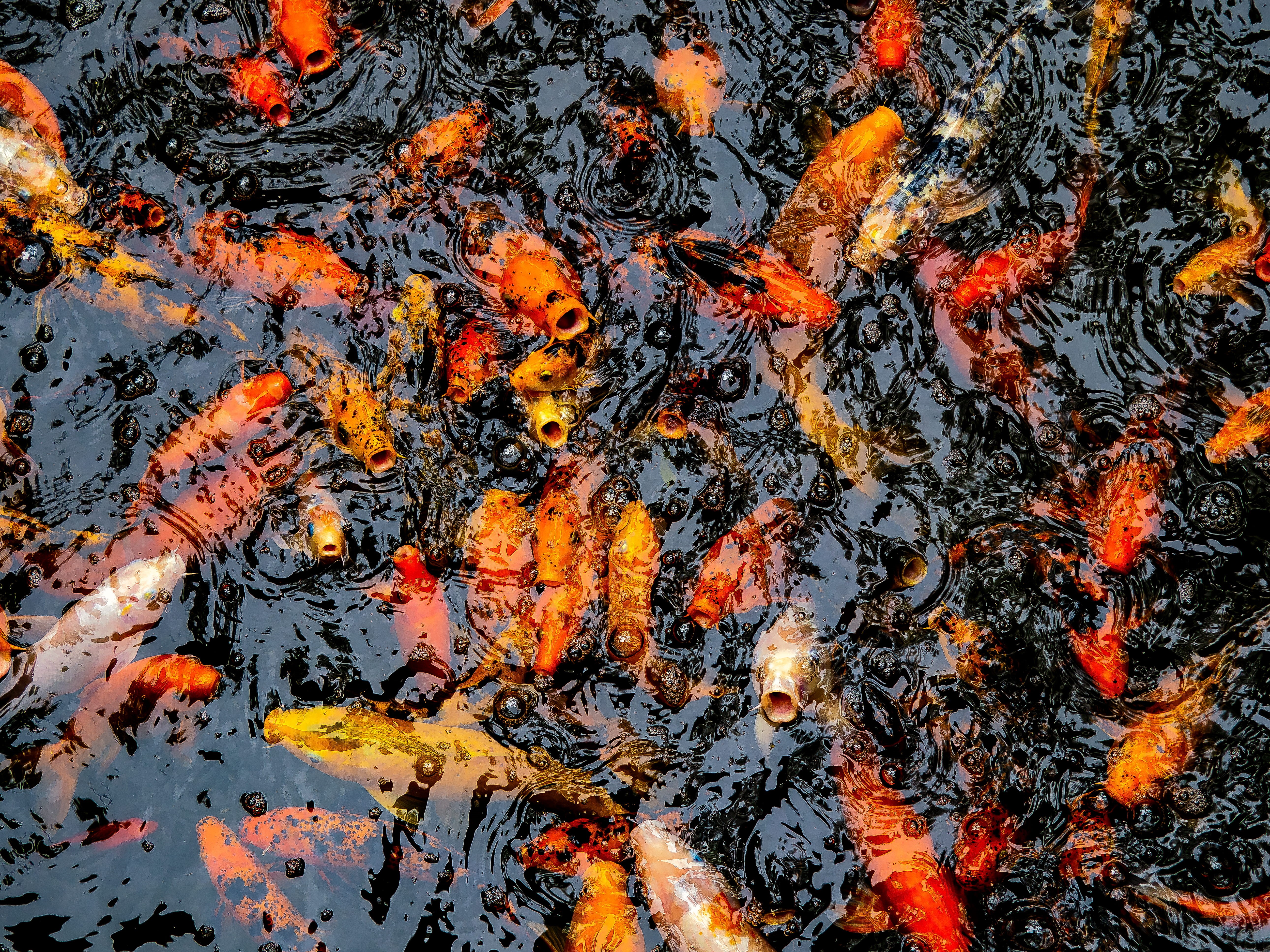 fish, lake, swimming, high angle view, vertebrate, large group of animals, okinawa, koi, animal, bordered, abroad, change, motobu-chō, far east, water, HD Wallpaper