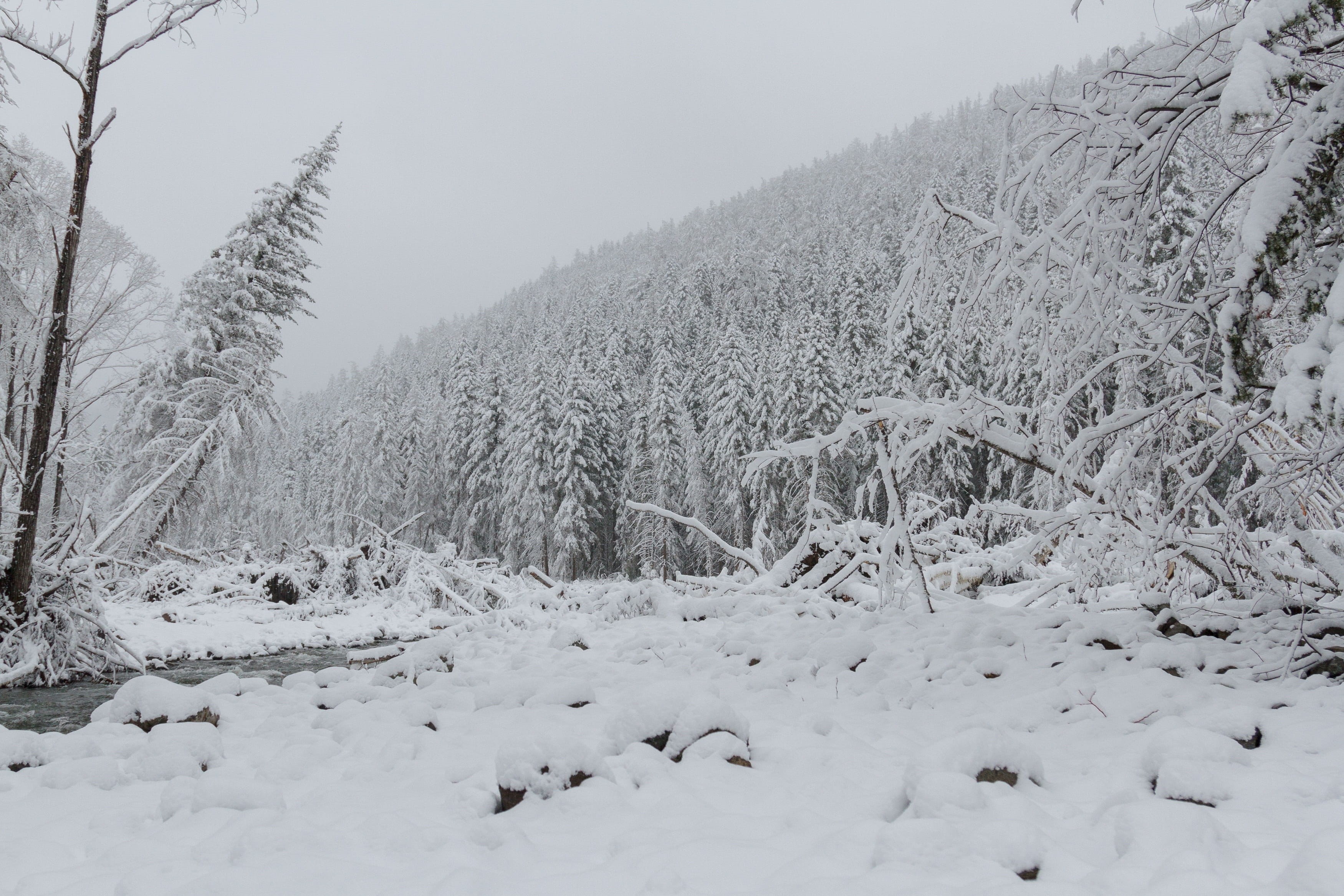 trees, non-urban scene, scenics - nature, Far East, tree, extreme weather, land, plant, tranquil scene, 2K, winter, outdoors, snow, snowing, snowcapped mountain, HD Wallpaper