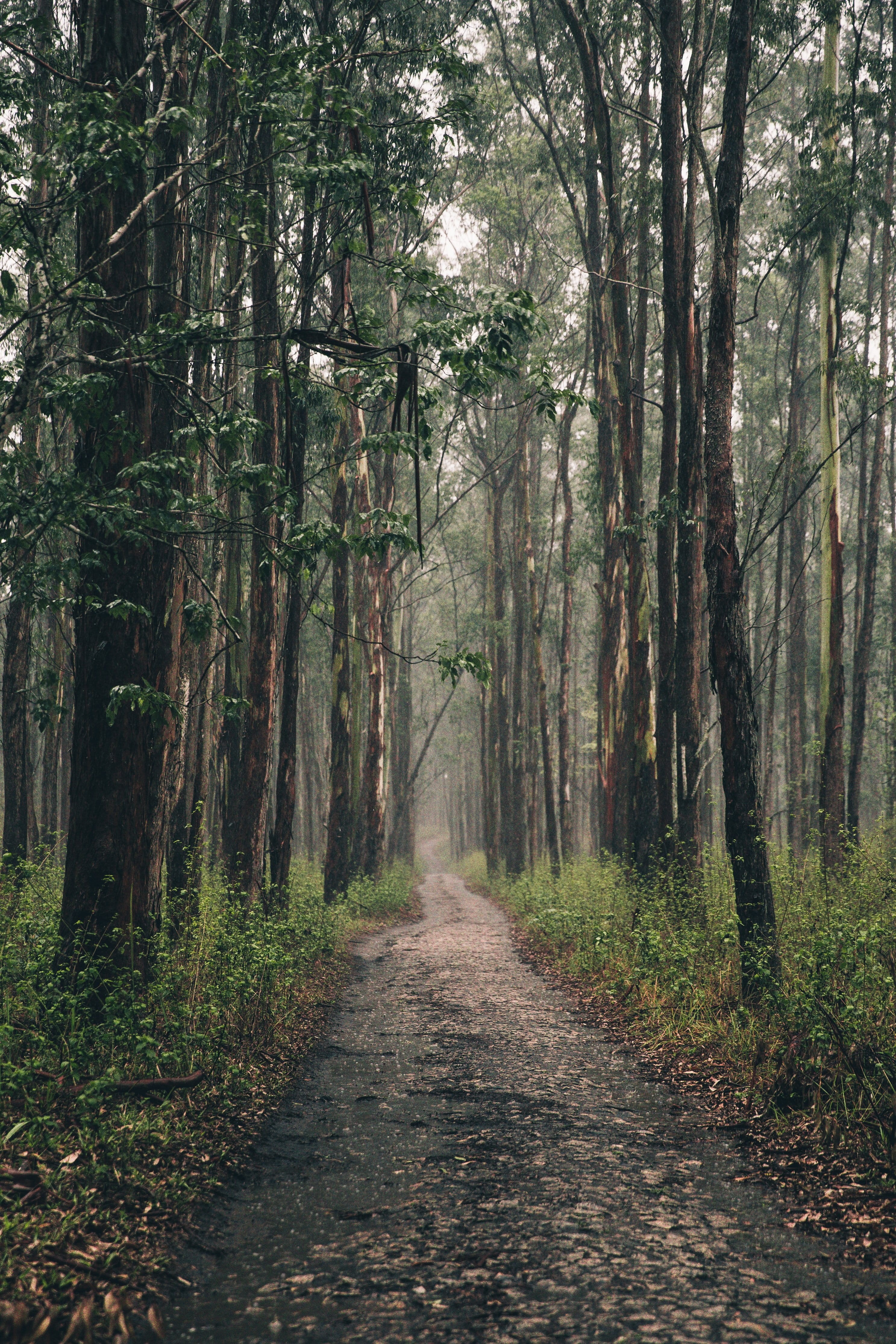 Around the World, beauty in nature, Roadtrip, Wood, Landscape, footpath, Travel, non-urban scene, day, path, outdoors, direction, Earth, no people, diminishing perspective, Phone HD Wallpaper