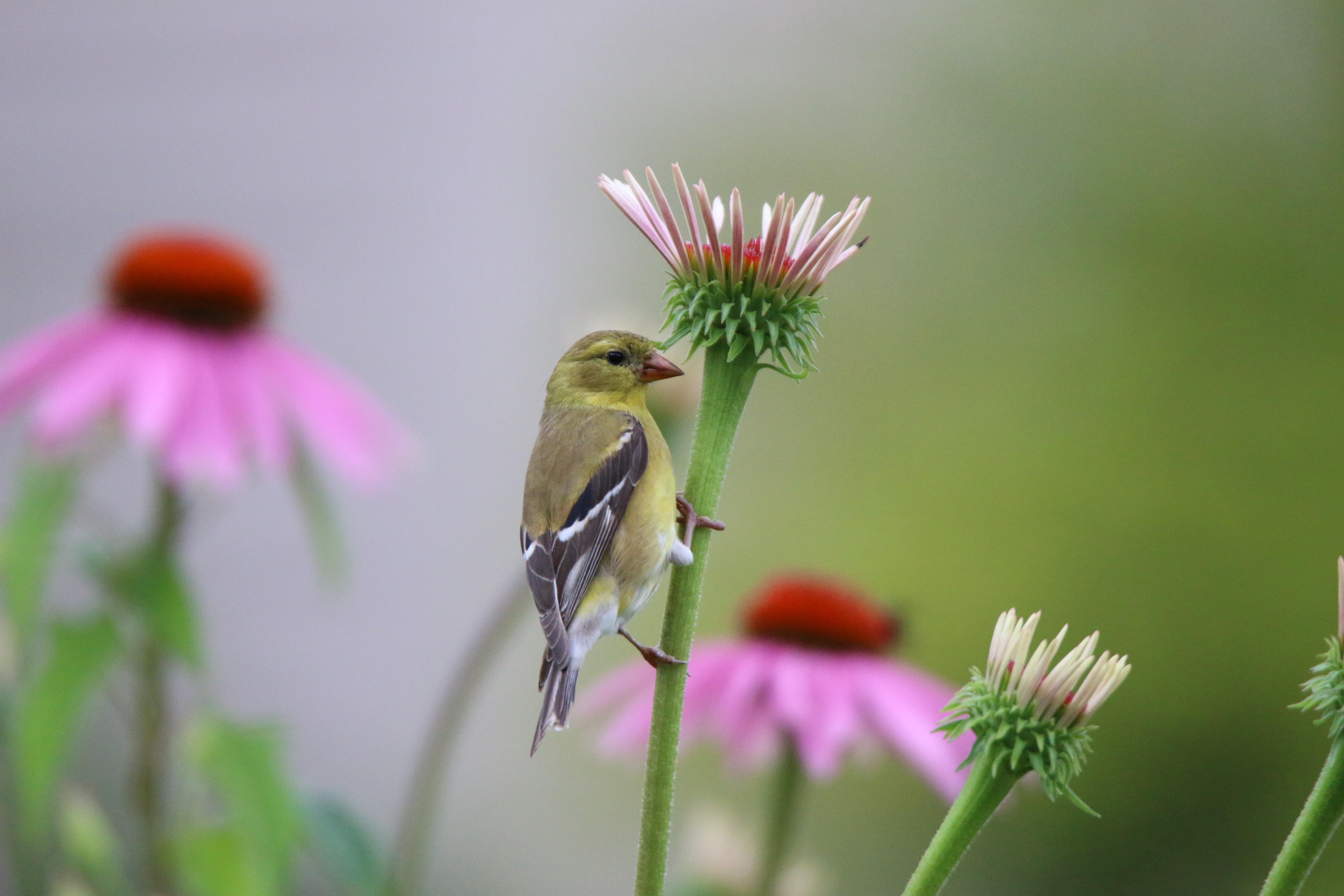 outdoors, red, american, animal, beak, petaled, nature, black, goldfinch, perched, green, wildlife, close-up, bird, tamron, short, flower, 5K, American Goldfinch, HD Wallpaper