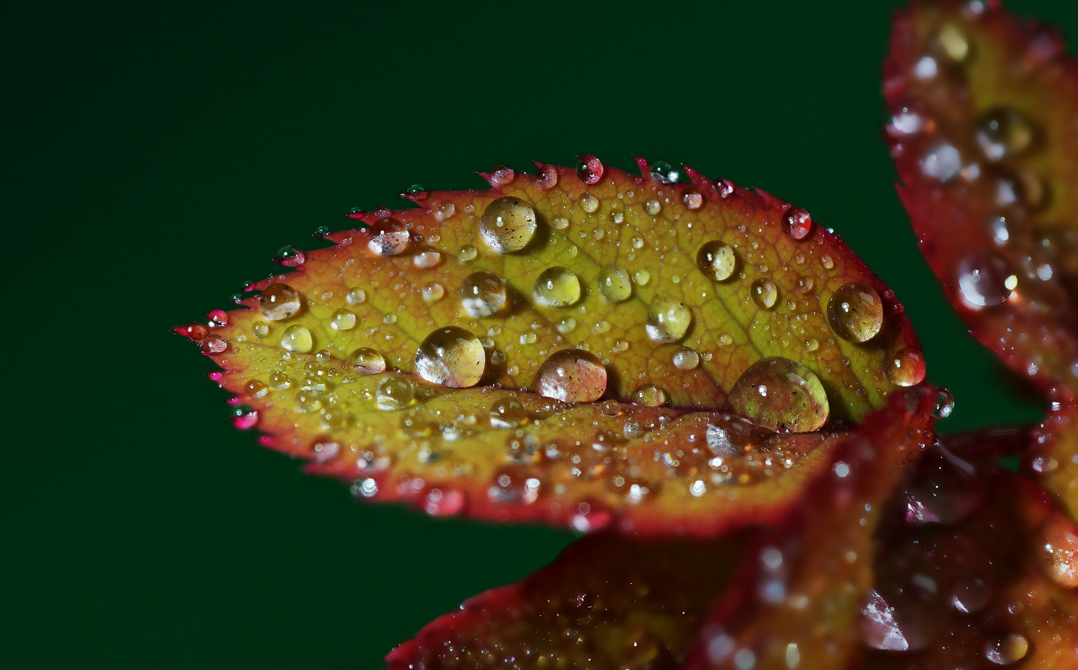 2K, rose, drop, bracketing, water, nature, leaves, close-up, plant, drops, 60mm, Tamron, Coruña, Focus stacking, Sony, leaf, Gabriel, A77, Galicia, de, HD Wallpaper