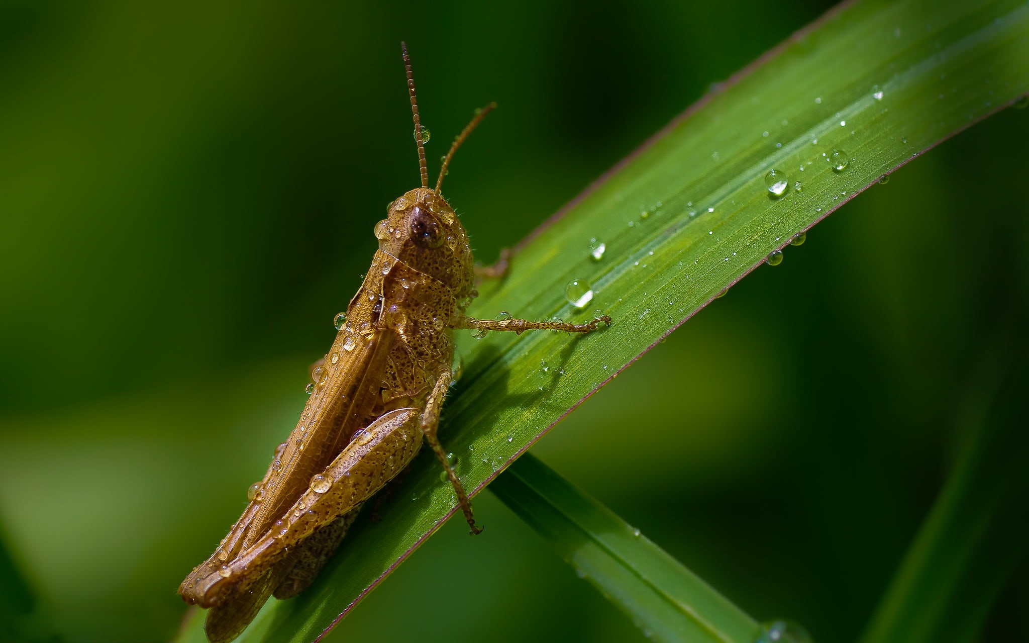 insect, wildlife, nature, Tamron, A77, green Color, animal, outdoors, grasshopper, Sony, pest, brown, animal Antenna, locust, leaf, 1080P, 90mm, macro, HD Wallpaper