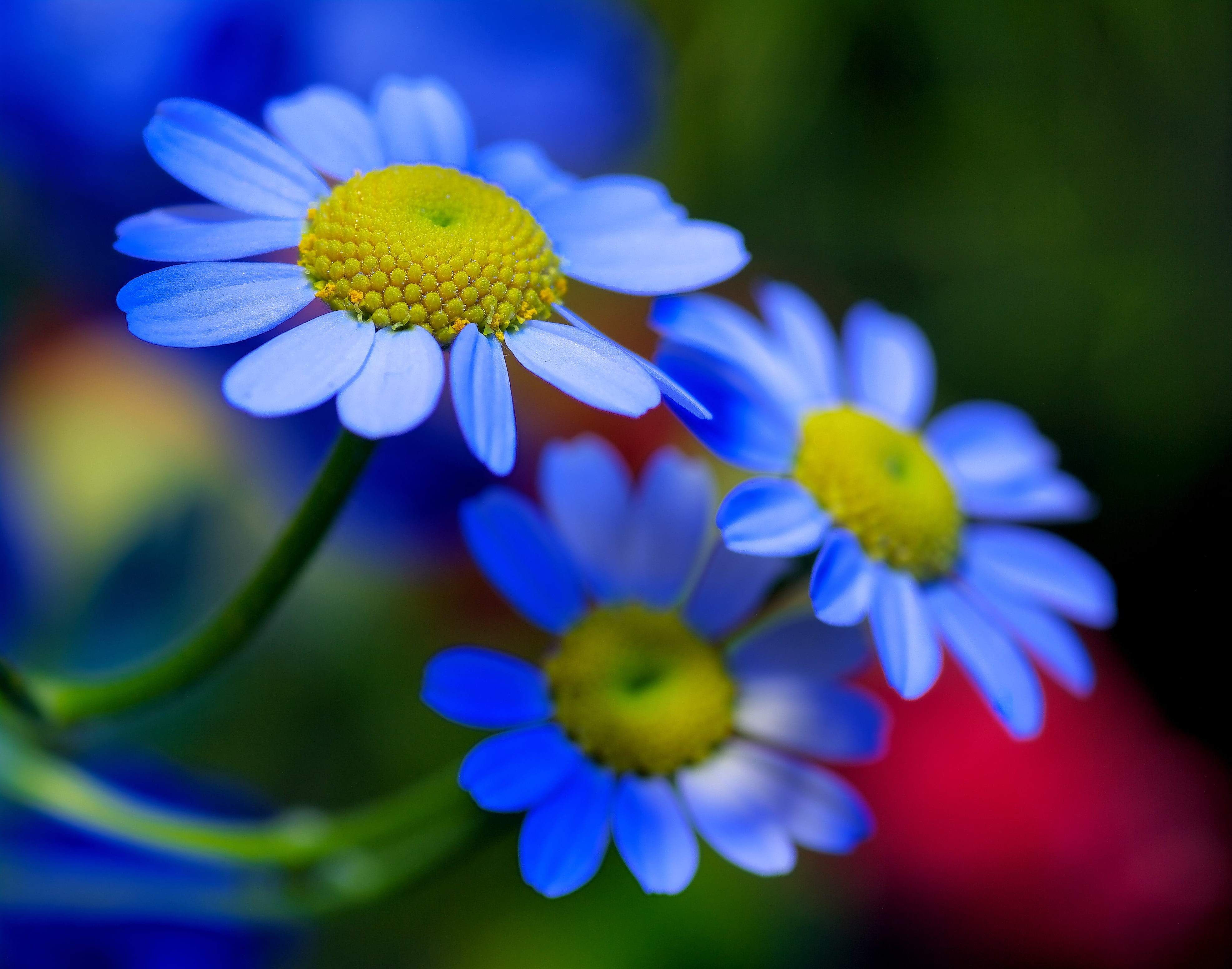 blue, daisies, summer, green Color, petal, DoF, K-Mount, close-up, F/2.8, Nakamura, Di, macro photography, daisy, Snapseed, 日本, K20D, macro, TAMRON, Yasunari, HD Wallpaper