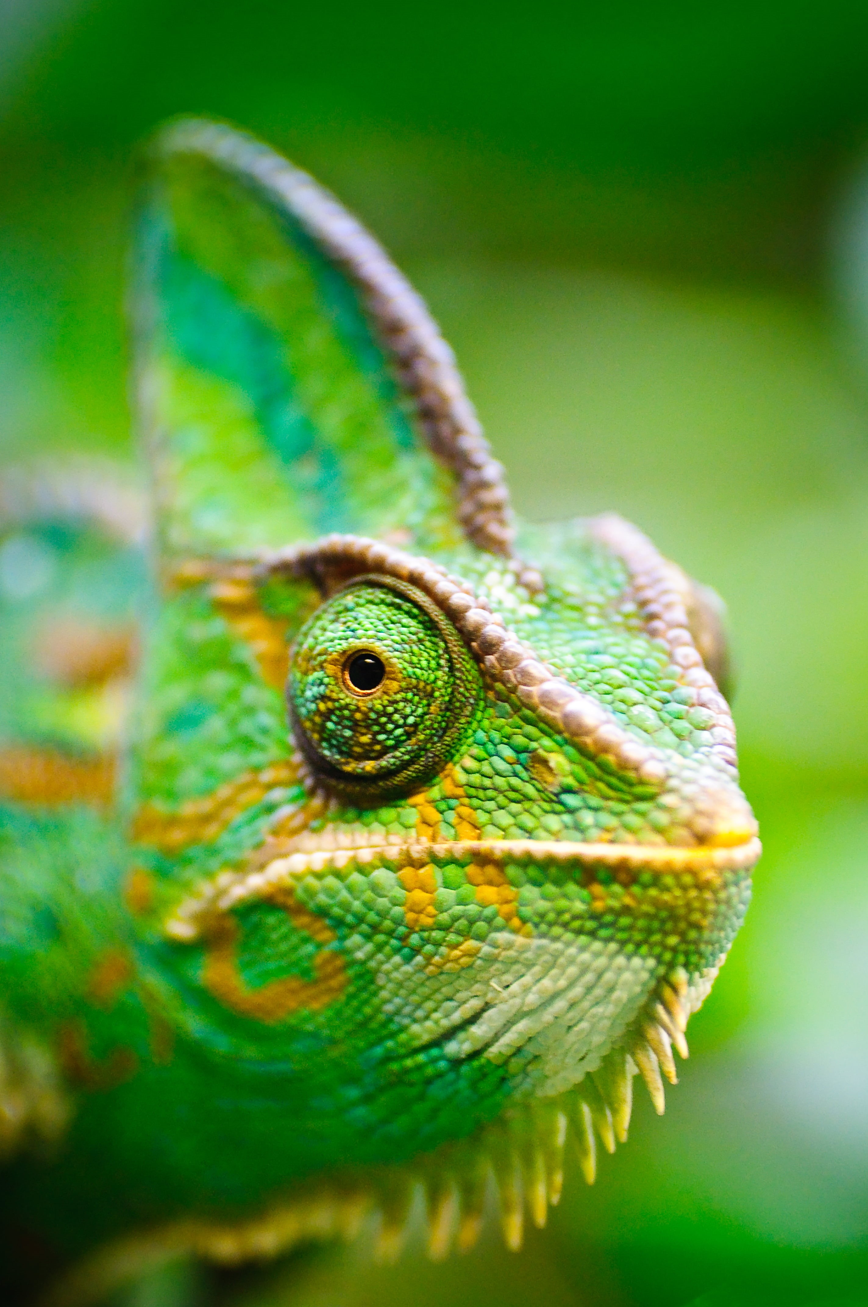 color, animal, wild, Tamron, nature, botanical garden, green iguana, AF, historical, focus, lizard, palette, life, exotic  garden, colorful, wildlife, Di, Phone HD Wallpaper