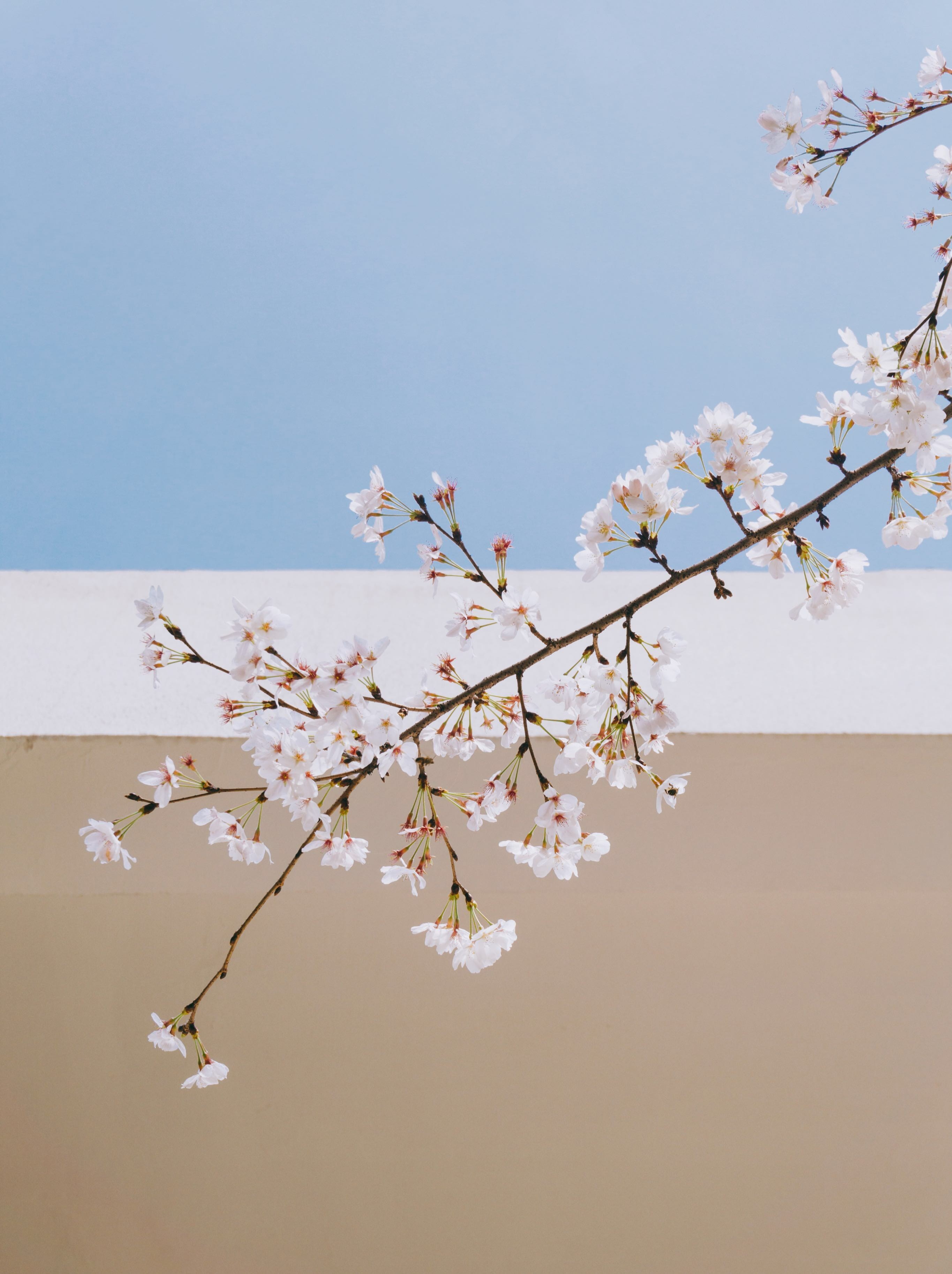 minimal landscape, flower, low angle view, outdoors, white, 2K, sky, plant, tree, flower head, vulnerability, wall, pink flowers, daytime, branch, lines, Phone HD Wallpaper