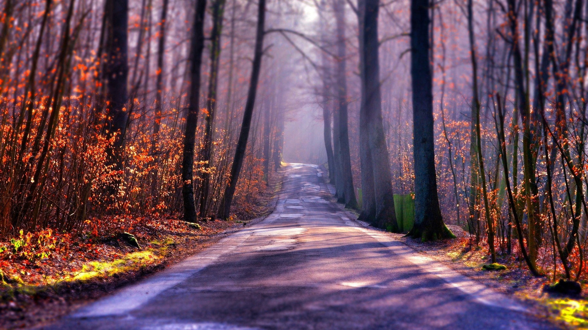 fall, sunlight, tilt shift, forest, road, plants, depth of field, leaves, 1080P, nature, landscape, shadow, trees, branch, HD Wallpaper