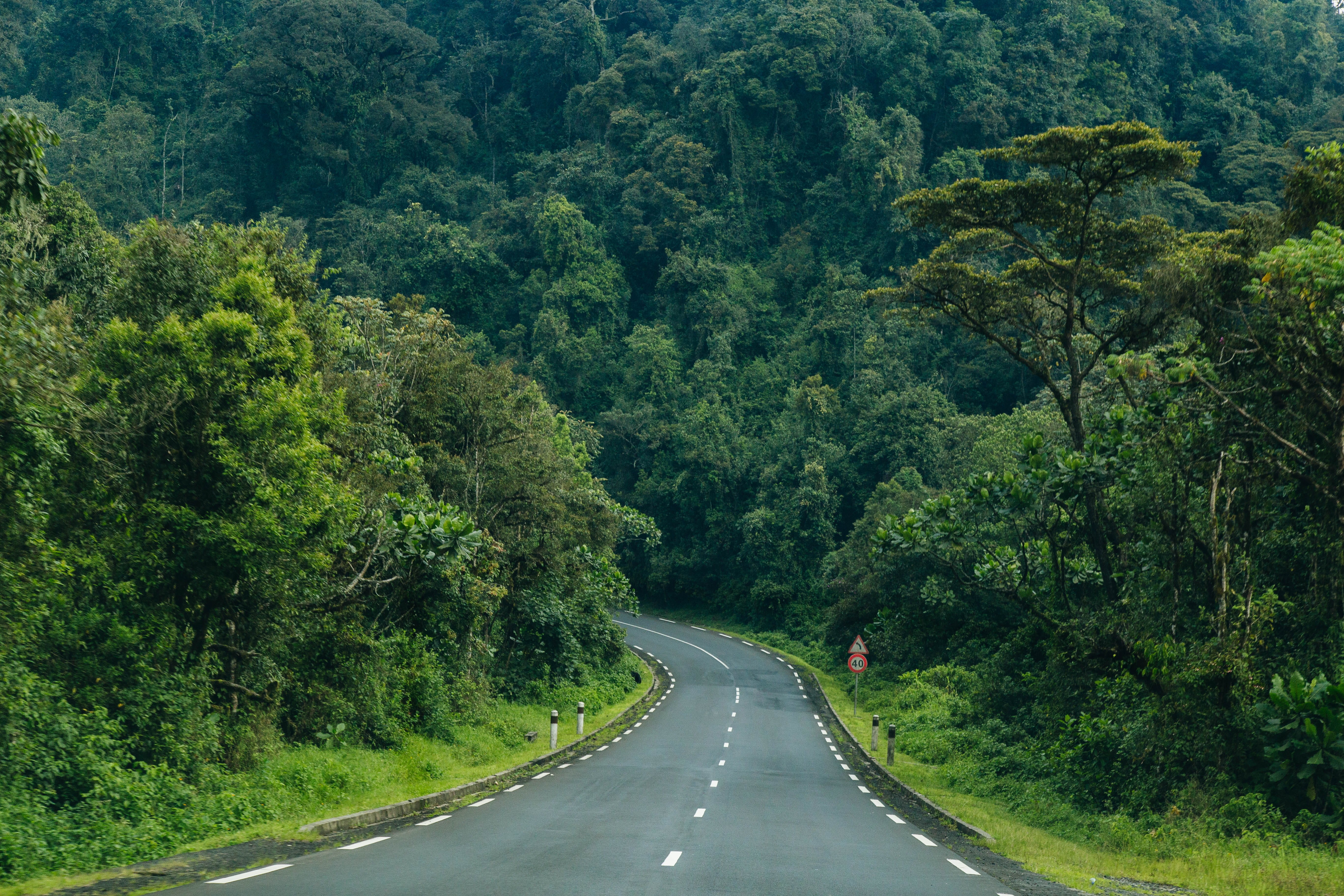 nyungwe park, marking, nature, africa, transportation, day, lush foliage, beauty in nature, park, no people, road, 5K, rwanda, the way forward, plant, HD Wallpaper