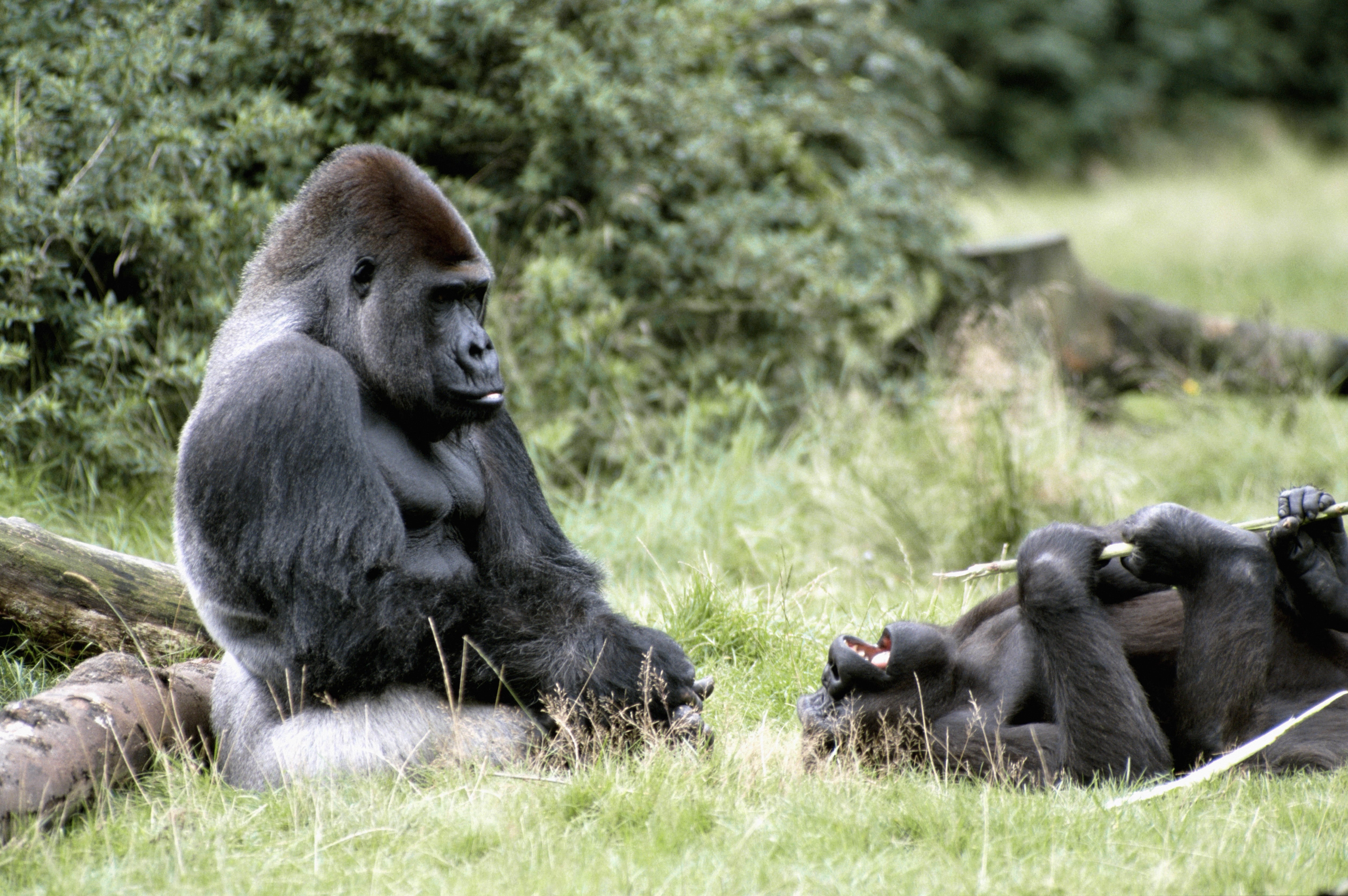 wild Animals, animal family, animals Feeding, forest, rainforest, animals And Pets, nature, zoo, brown, close-up, mother, vertebrate, family, ugandan Culture, HD Wallpaper