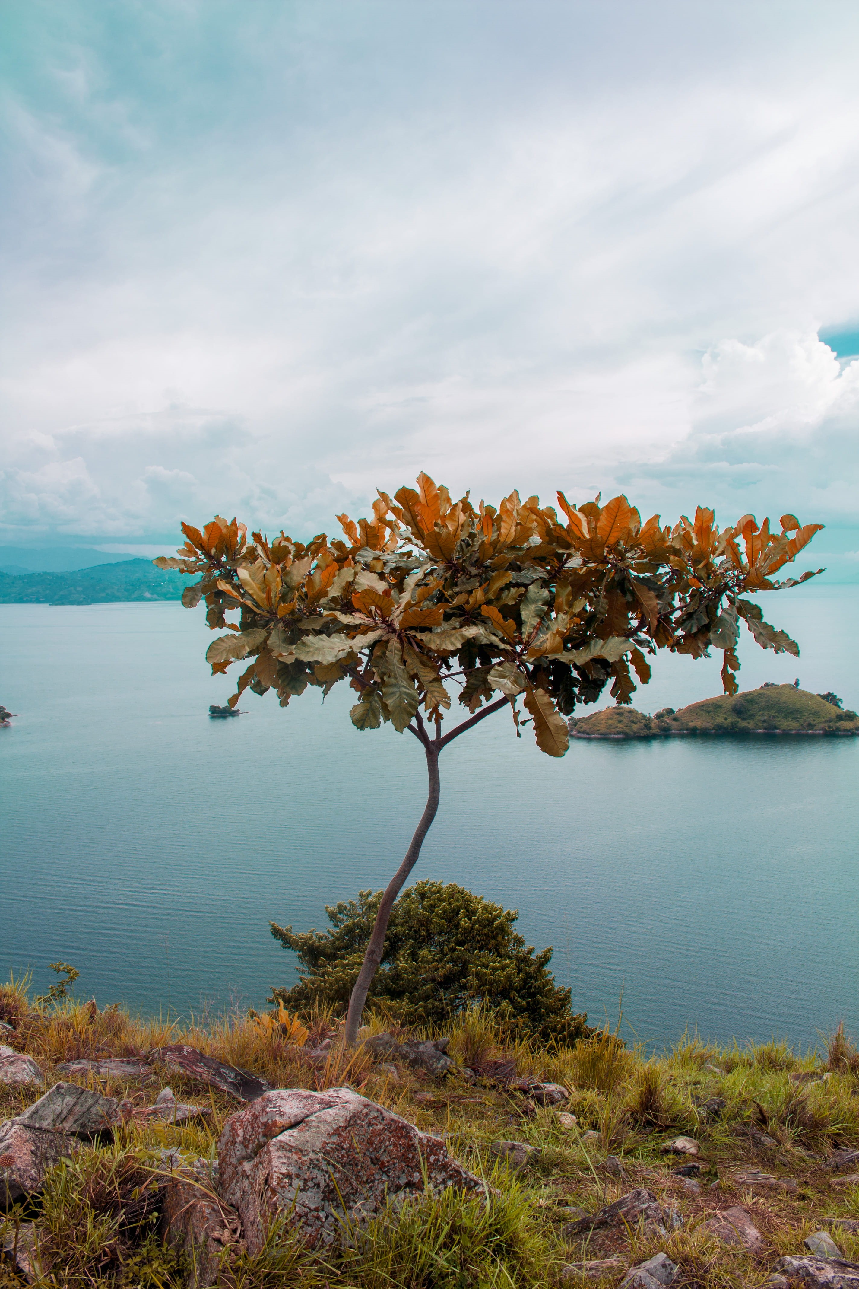 4K, no people, cloud - sky, change, red tree, tranquility, scenics - nature, outdoors, idyllic, land, tree, rwanda, nature, lakekivu, plant, water, tranquil scene, Phone HD Wallpaper