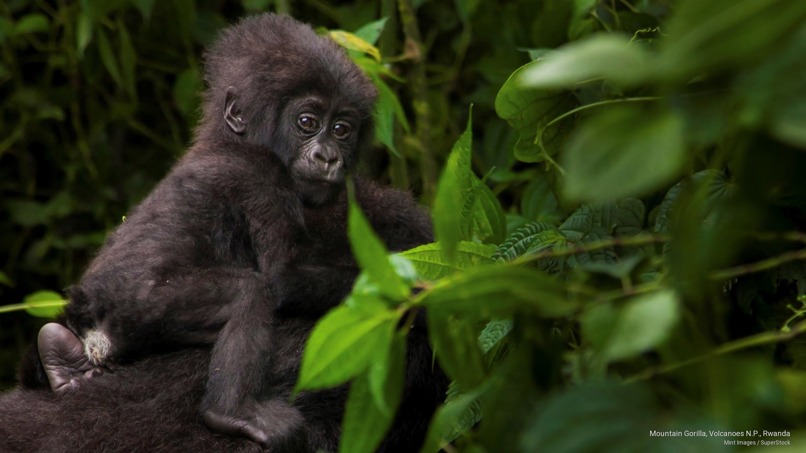 rwanda, 2K, volcanoes, n, mountain, gorilla, Animals, p, HD Wallpaper