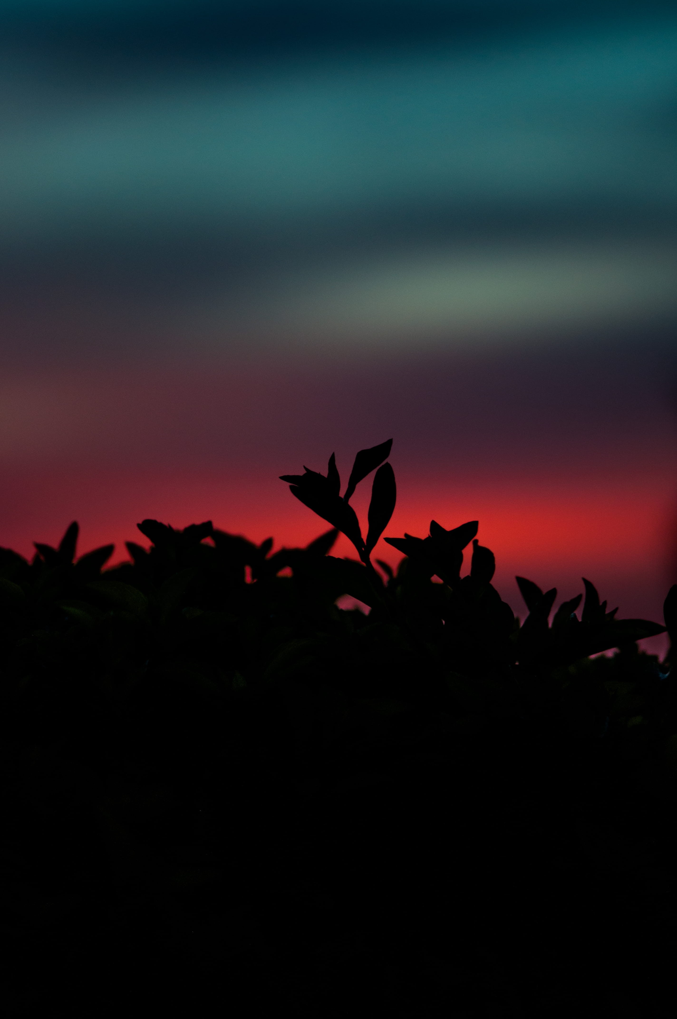 petal, nature, no people, outdoors, flowering plant, plant part, scenics - nature, silhouette, tranquility, leaf, close-up, beauty in nature, sky, kigali, Phone HD Wallpaper