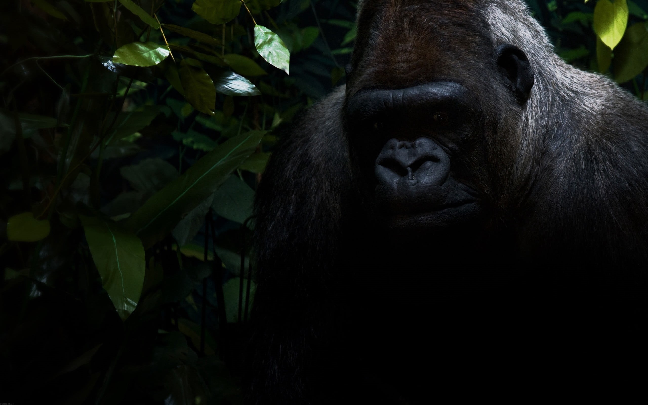living Organism, one Animal, orangutan, forest, nature, silverback Gorilla, animal head, dark, primate, africa, mother, wildlife, rwanda, animals In The Wild, HD Wallpaper