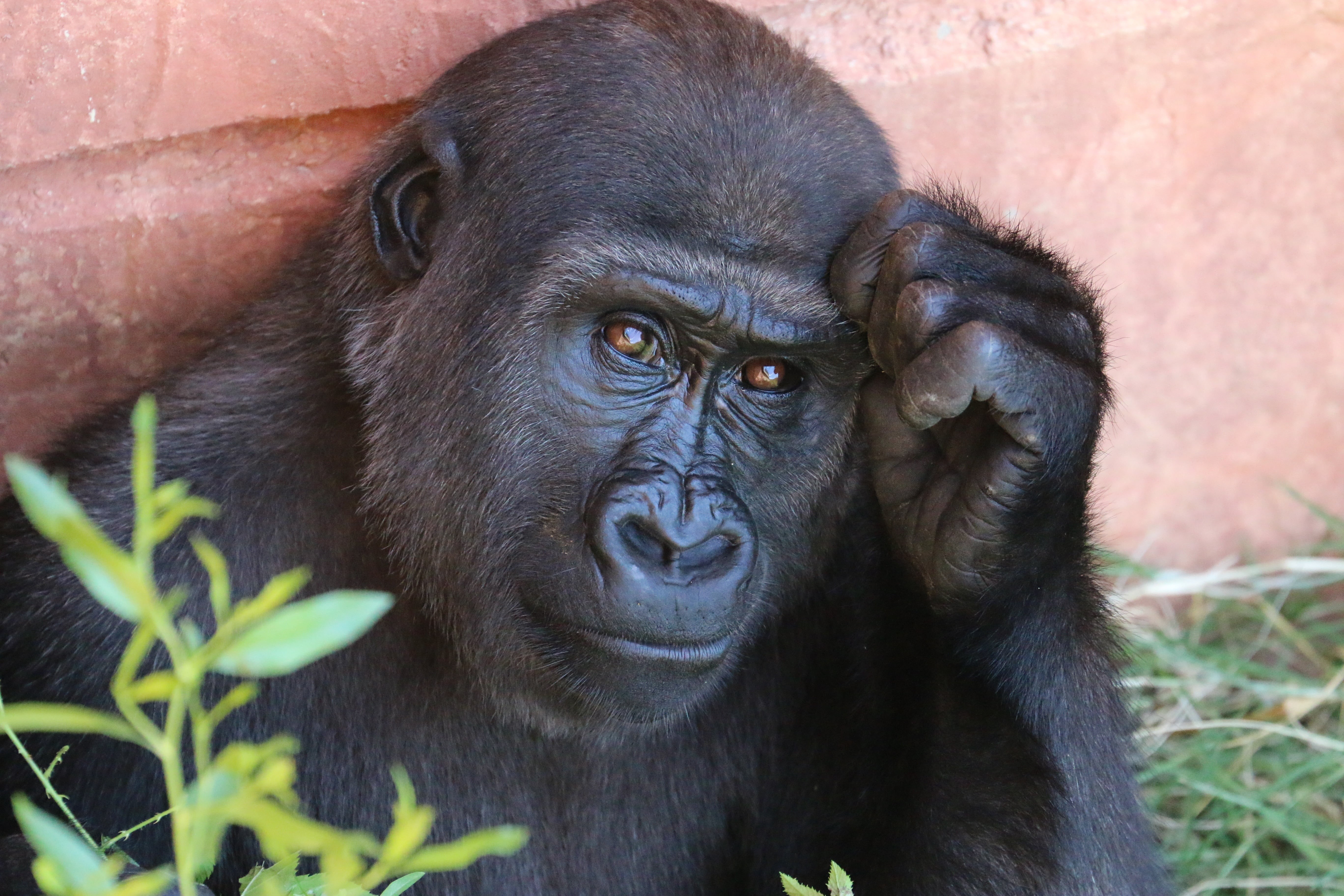 black Color, silverback Gorilla, safari Animals, primate, ugandan Culture, vertebrate, mammal, outdoors, portrait, ape, wild Animals, 5K, tropical Rainforest, HD Wallpaper