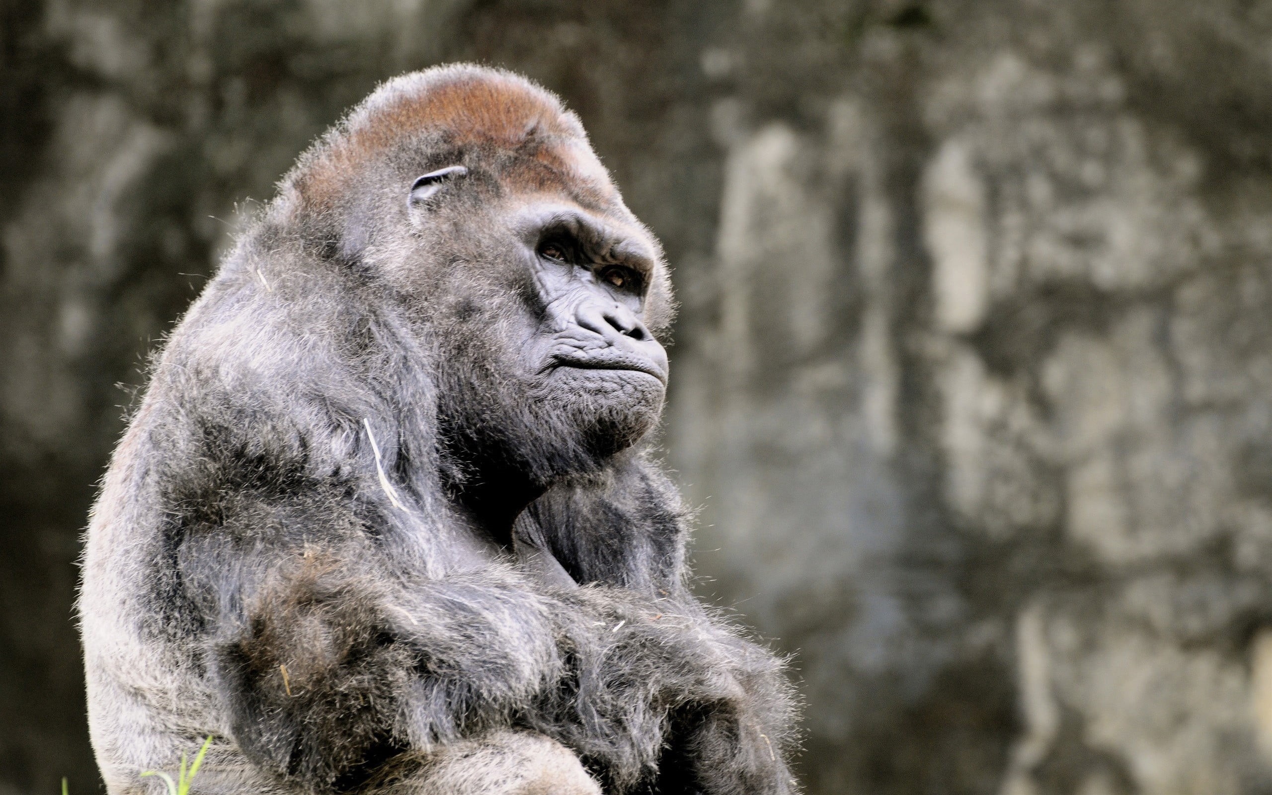 wild Animals, nature, strength, human Face, no People, 2K, ape, mammal, primate, day, young Animal, animal Arm, rwanda, looking, contemplation, living Organism, HD Wallpaper