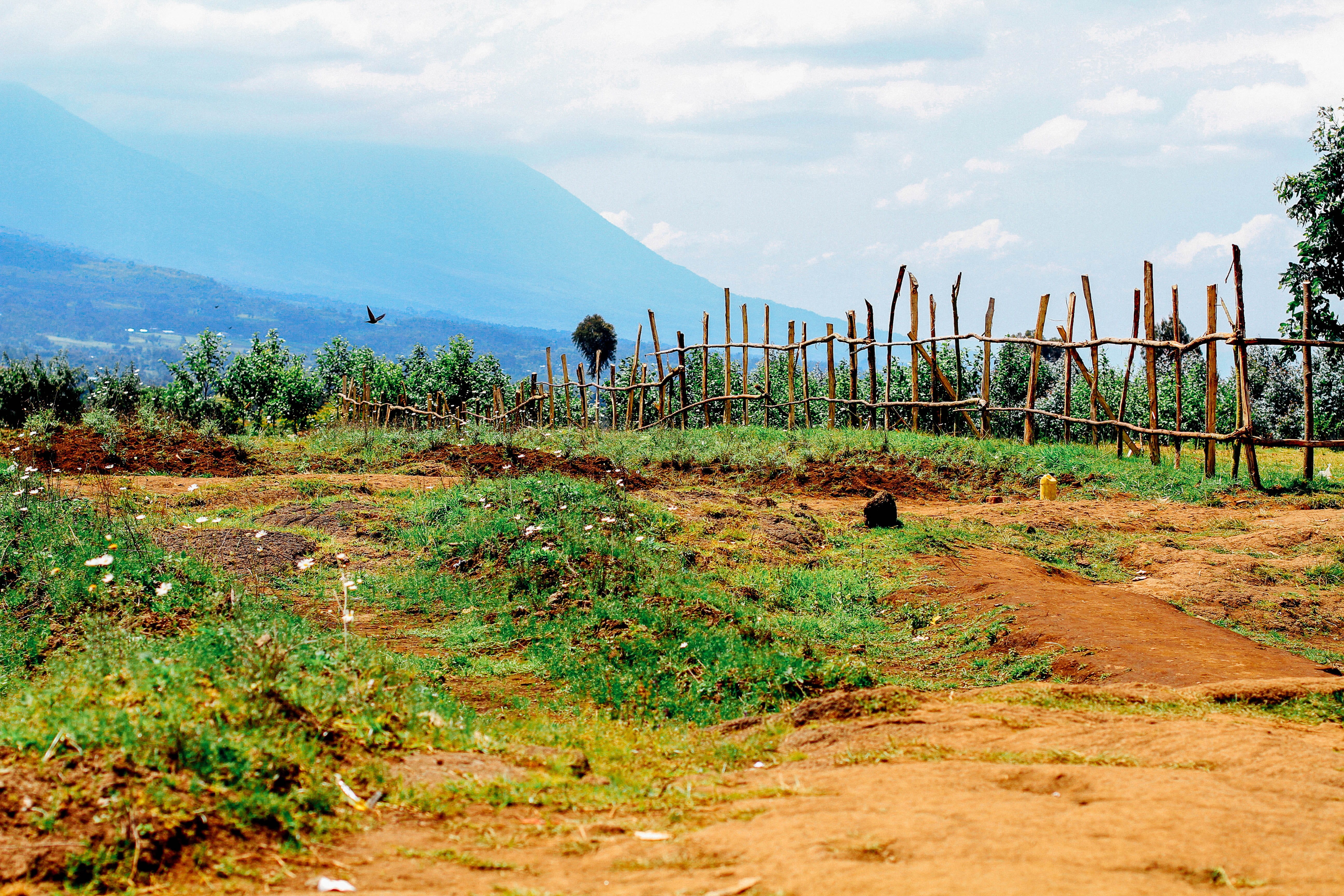 scenics - nature, landscape, farm, cloud - sky, environment, tranquility, plant, grass, kinigi, outdoors, men, sky, east africa, 5K, real people, beauty in nature, HD Wallpaper