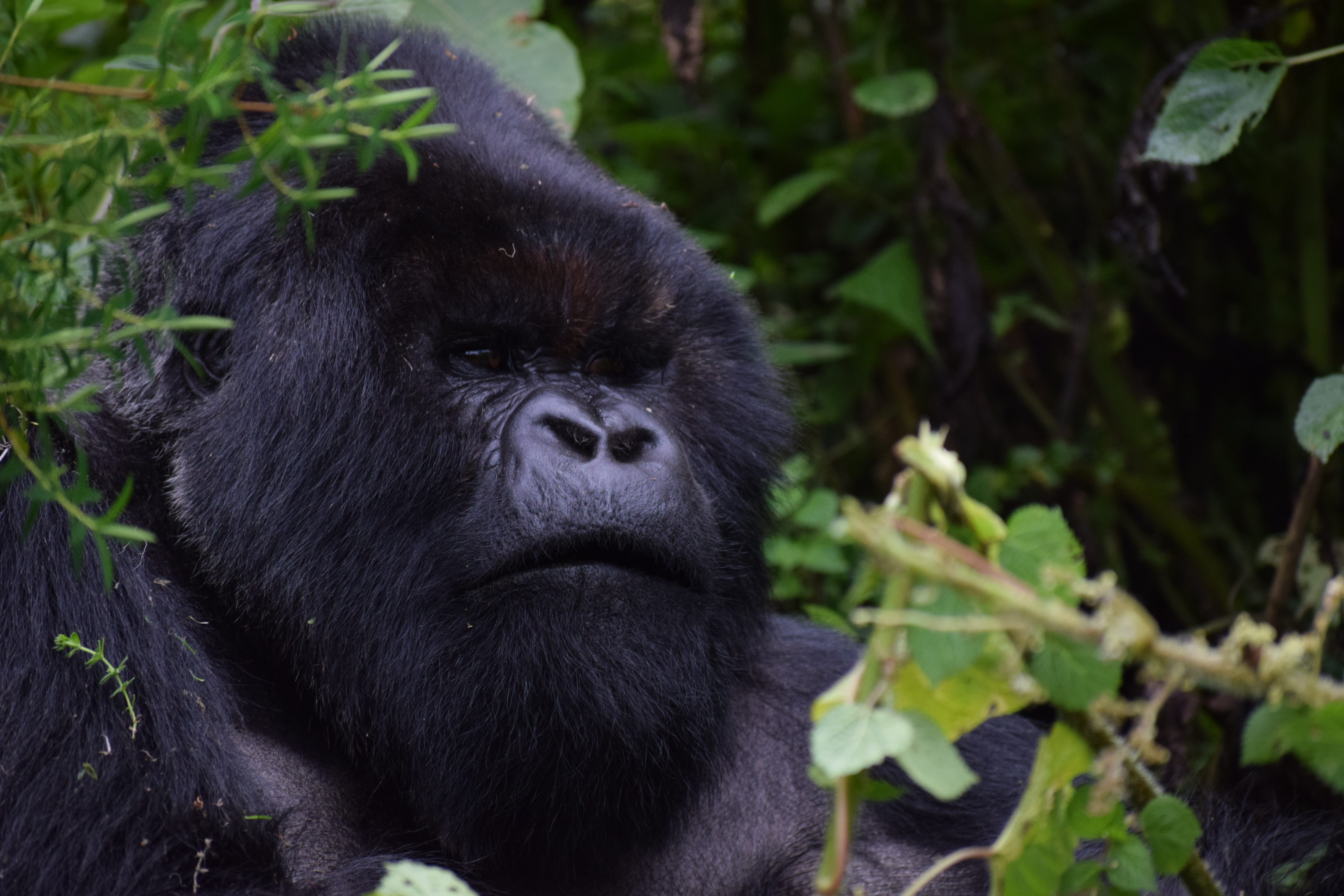 mountain gorilla, mammal, tropical rainforest, black color, one animal, animals in the wild, animal, monkey, forest, rainforest, travel, land, animal themes, HD Wallpaper