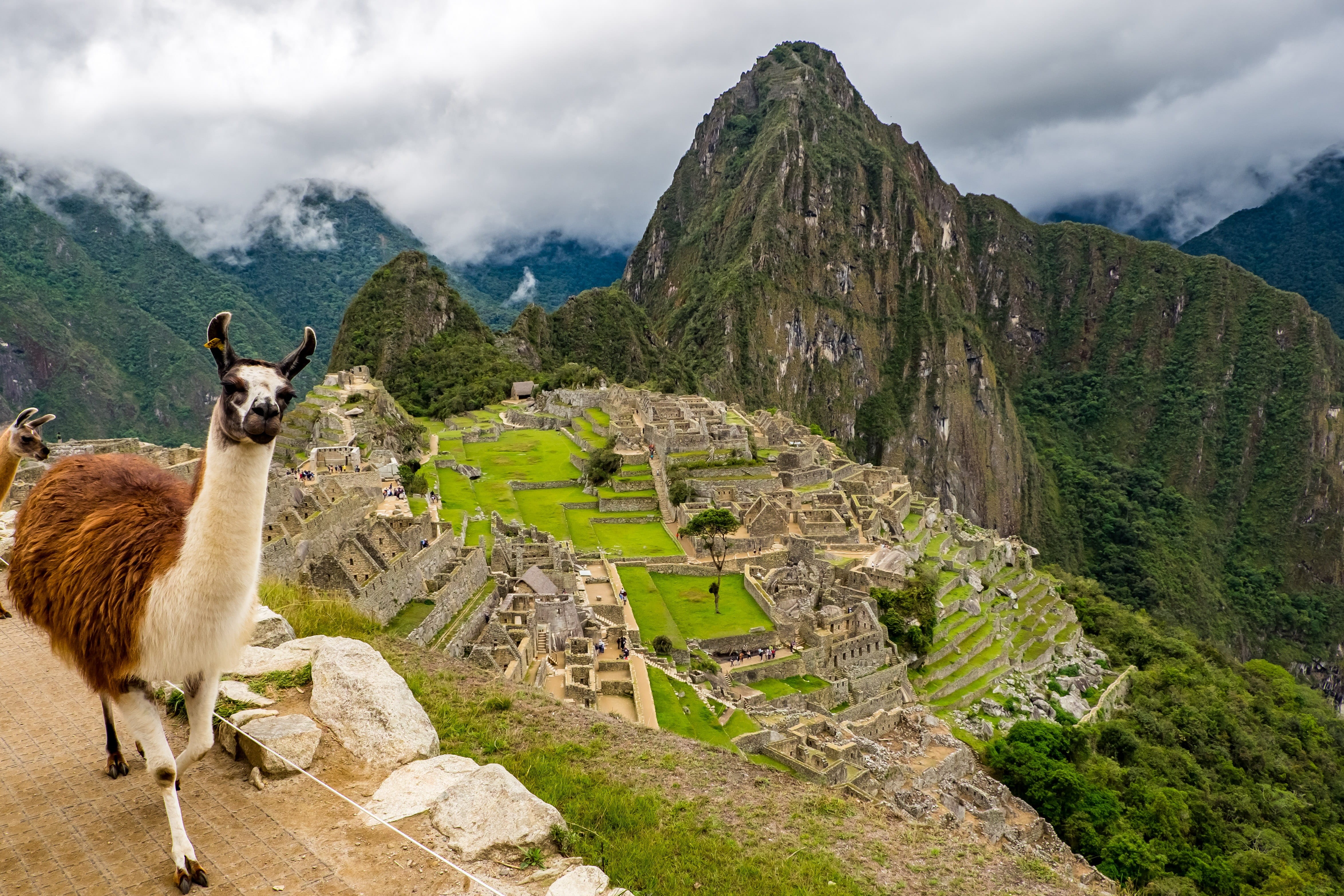 history, no people, mountain range, cloud - sky, architecture, outdoors, llama, nature, mountain, picchu, archaeology, travel destinations, domestic animals, HD Wallpaper