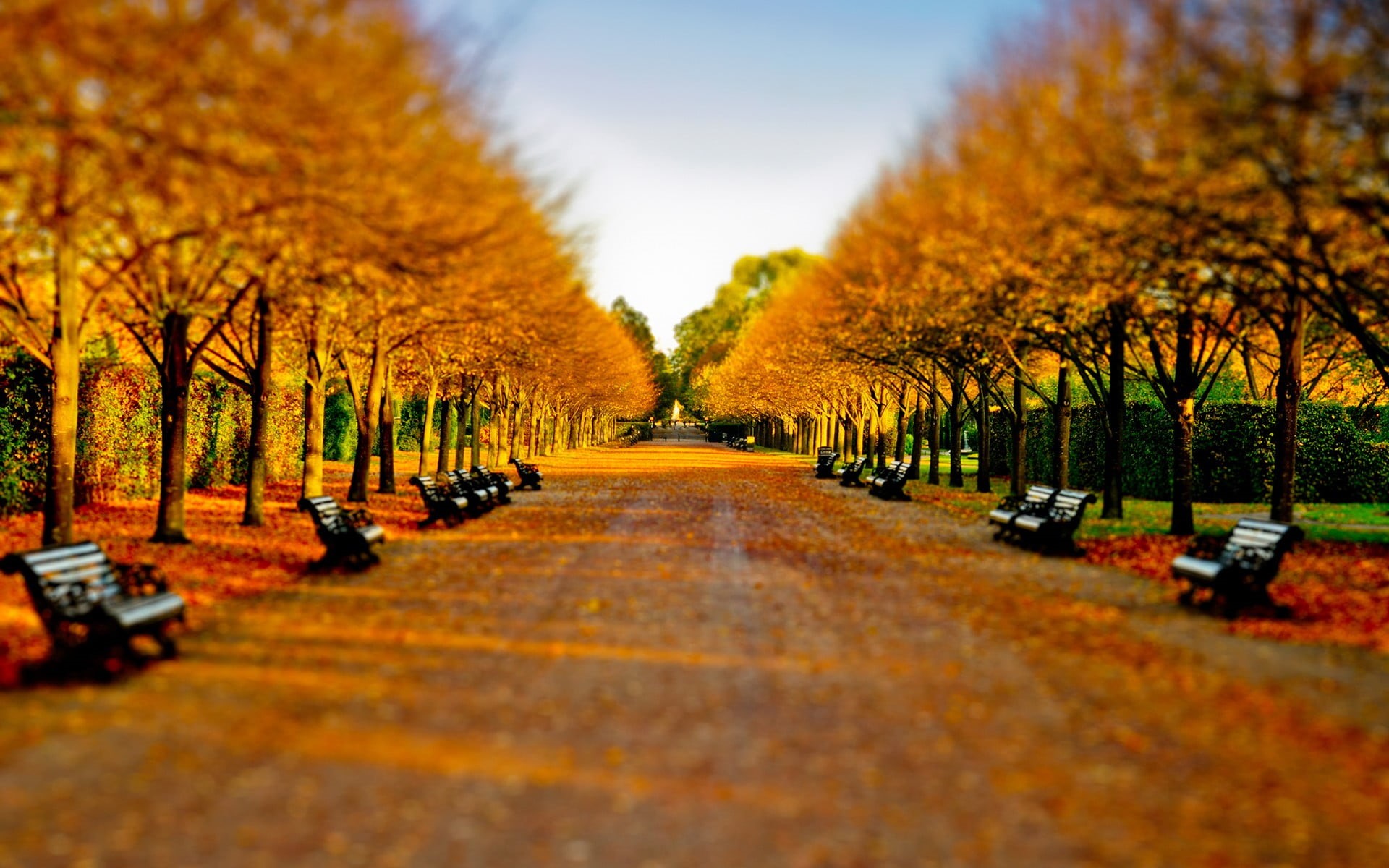 sunlight, multi Colored, black, green Color, wooden, day, yellow, october, road, orange, 1080P, nature, autumn collection, the way forward, leaves, surface level, HD Wallpaper