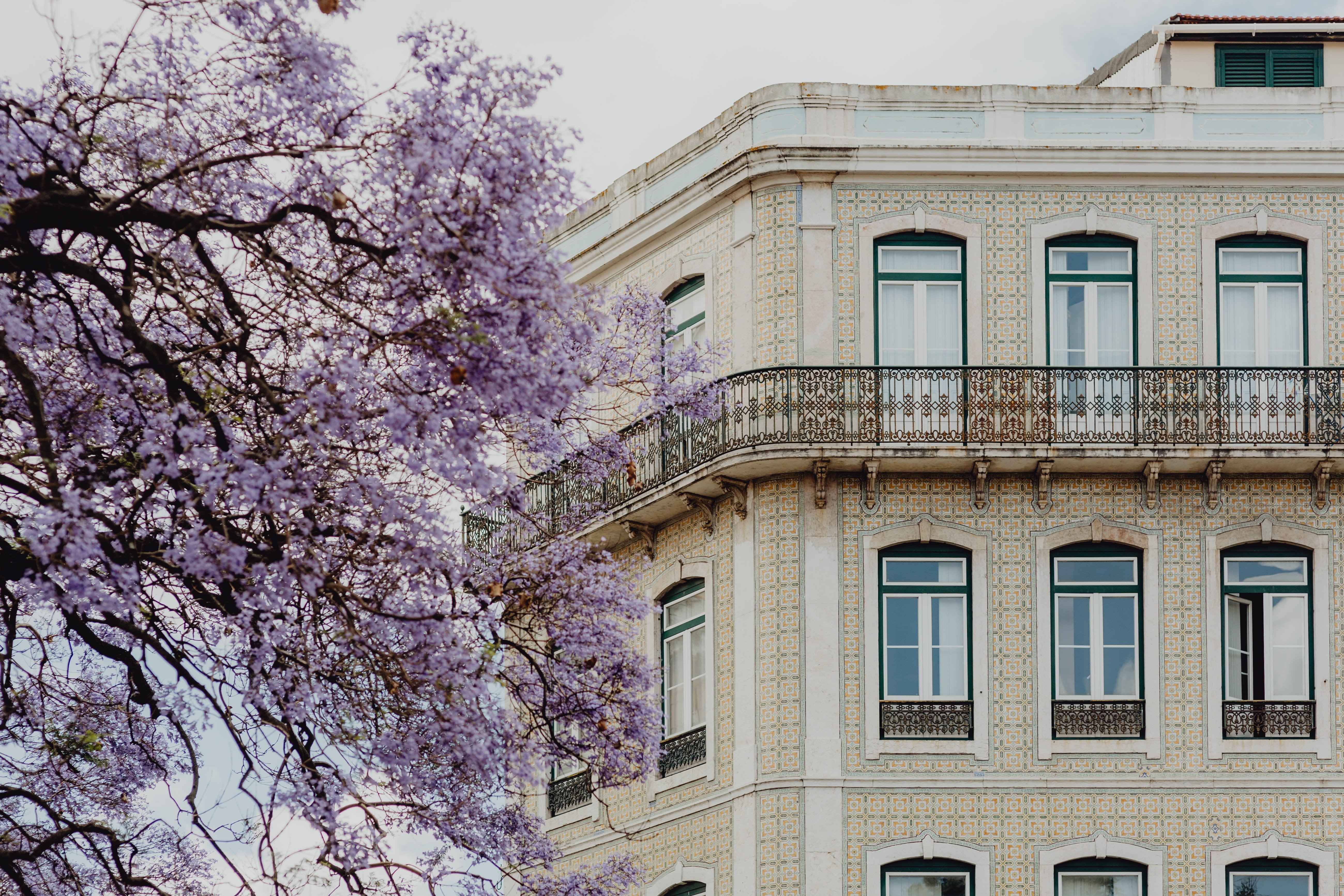 lisbon, june, pink color, window, nature, freshness, day, portugal, building, cherry blossom, architecture, growth, sky, building exterior, no people, built structure, HD Wallpaper