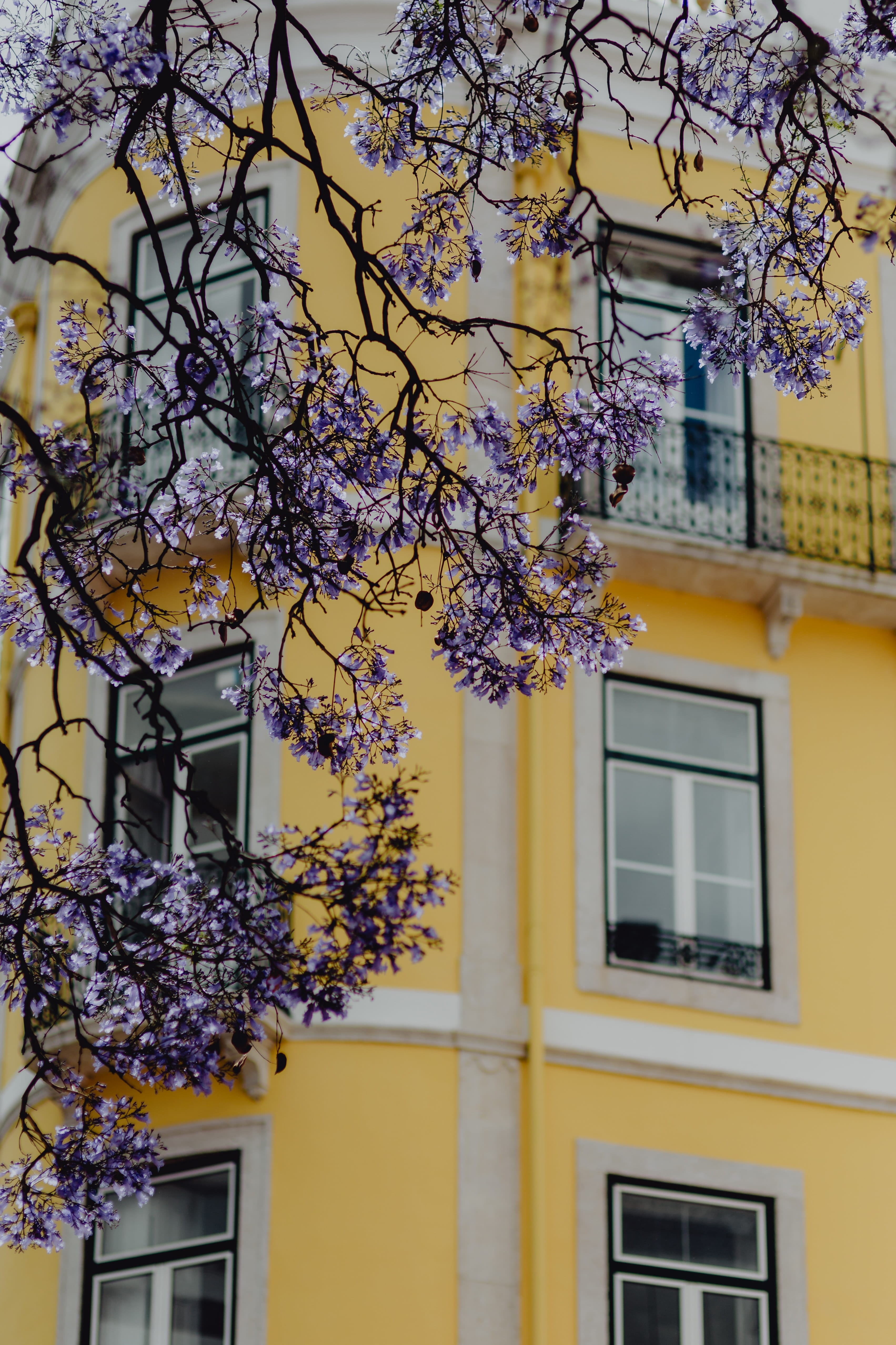 colorful, facade, built structure, architecture, low angle view, Europe, lisbon, cherry blossom, 4K, portugal, flower, tree, town, yellow, nature, window, Phone HD Wallpaper