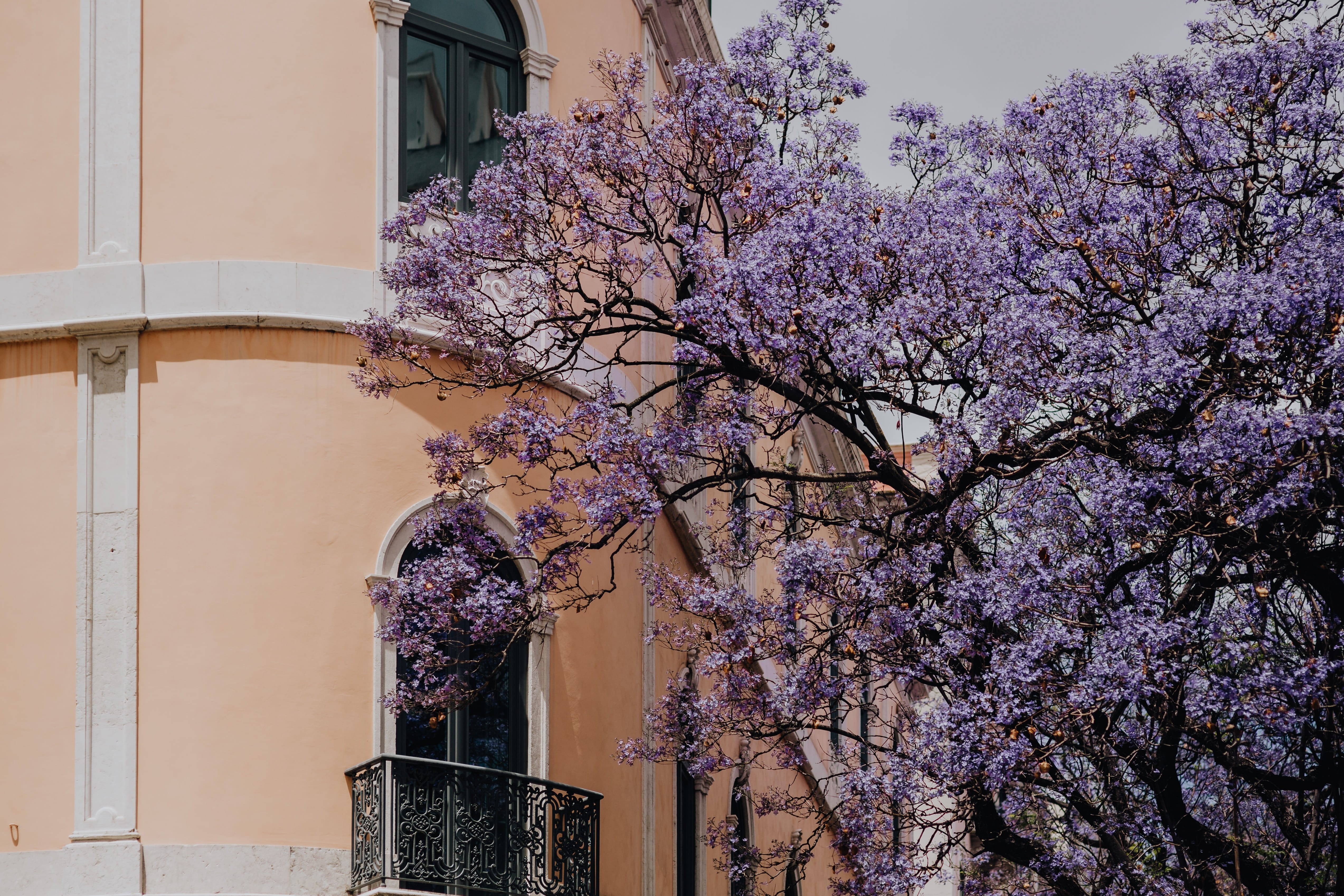 architecture, purple, growth, vulnerability, luxury, low angle view, plant, building exterior, blossom, buildings, outdoors, flower, 4K, portugal, cherry tree, HD Wallpaper