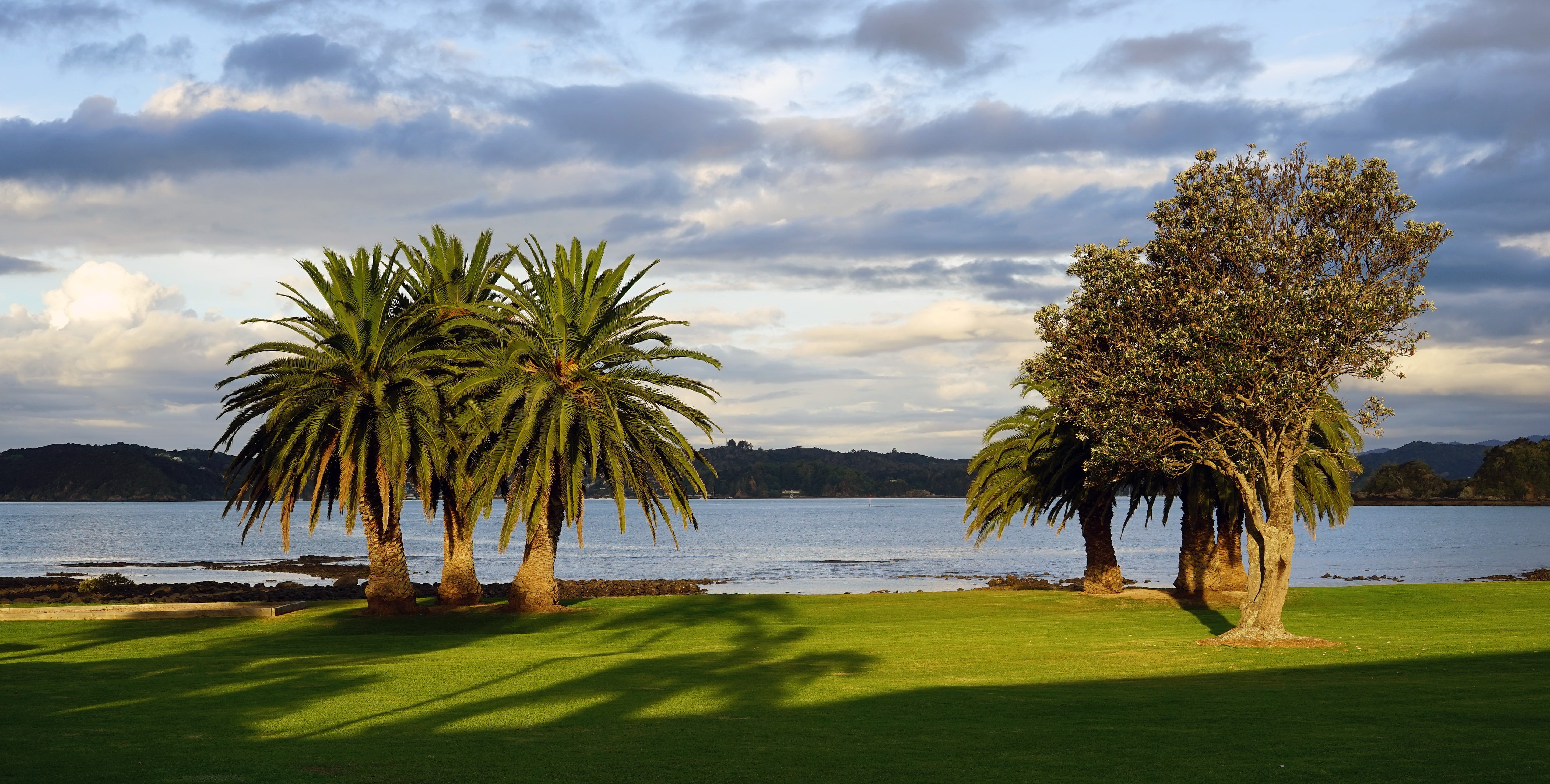 summer, landscape, scenics - nature, water, palm trees, golf, beach, north island, day, tranquility, green color, bay, golf Course, scenics, nature, outdoors, HD Wallpaper